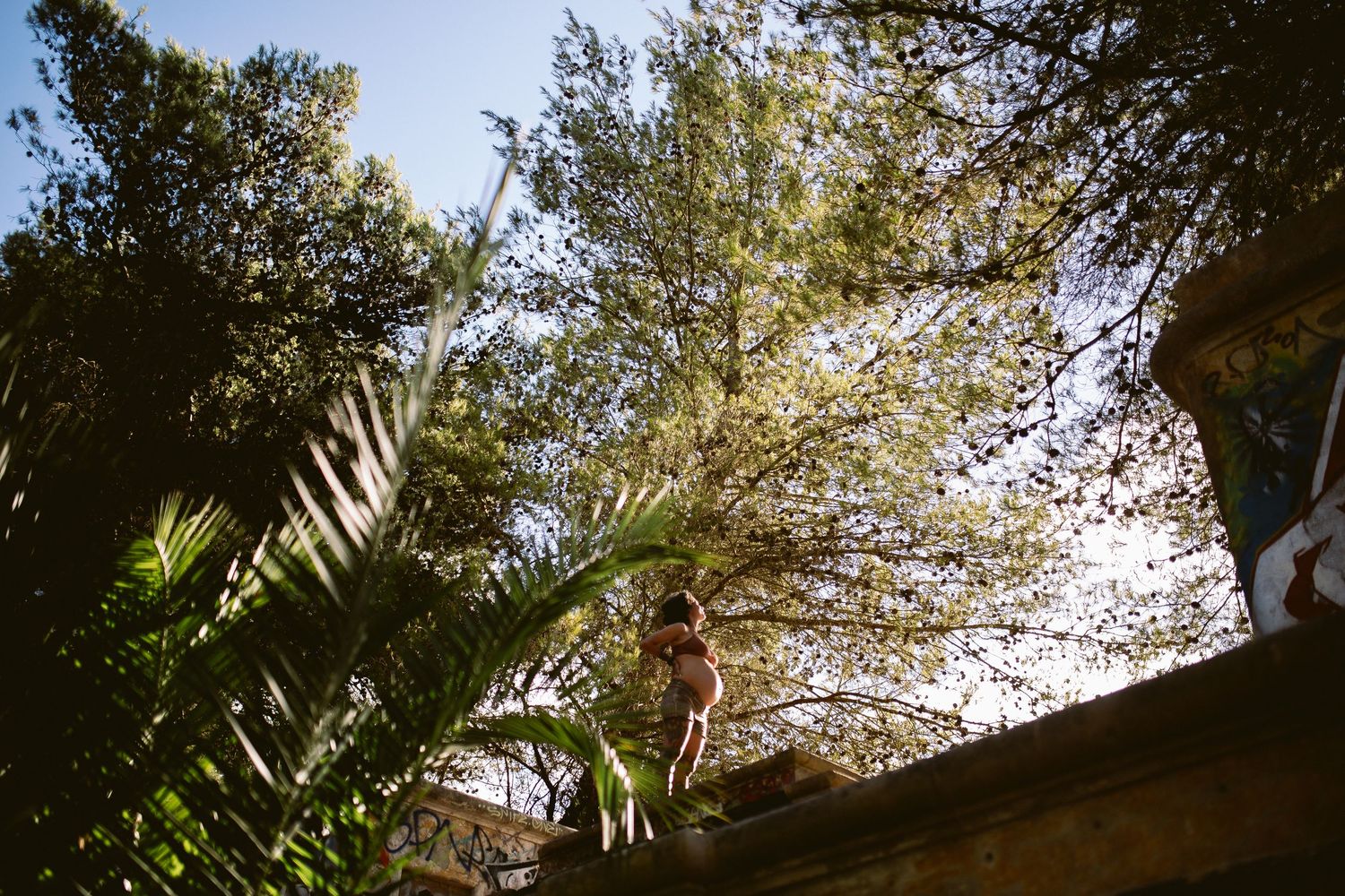 Looking up at tall trees and blue sky through a wide-angle lens.
