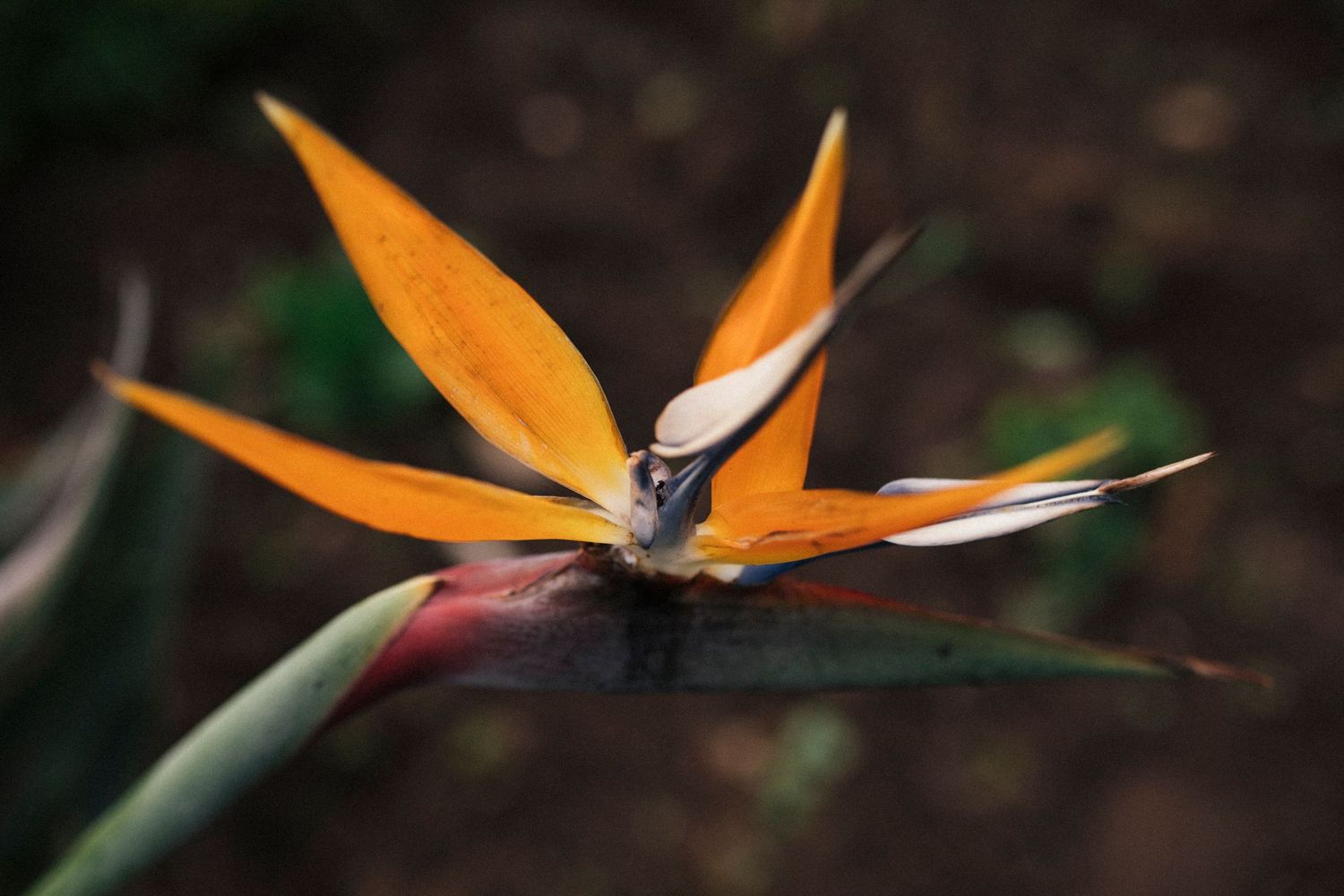 A vibrant orange bird of paradise flower blooms against a dark background, showcasing its distinctive shape and colors.