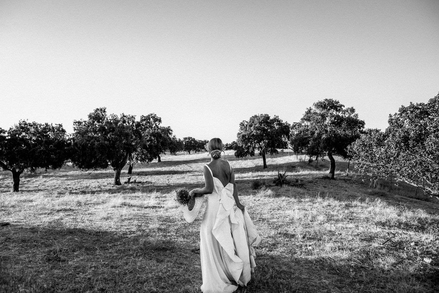 Black and white landscape view of an olive grove with scattered trees.