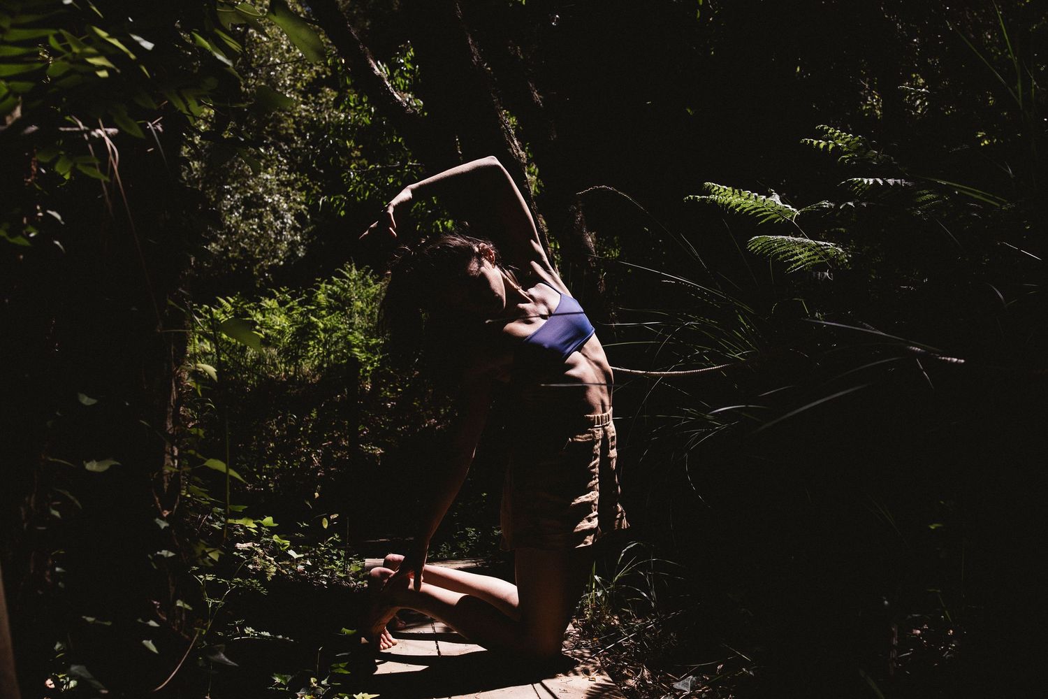 Sunlit forest scene with dramatic shadows and natural lighting effects.