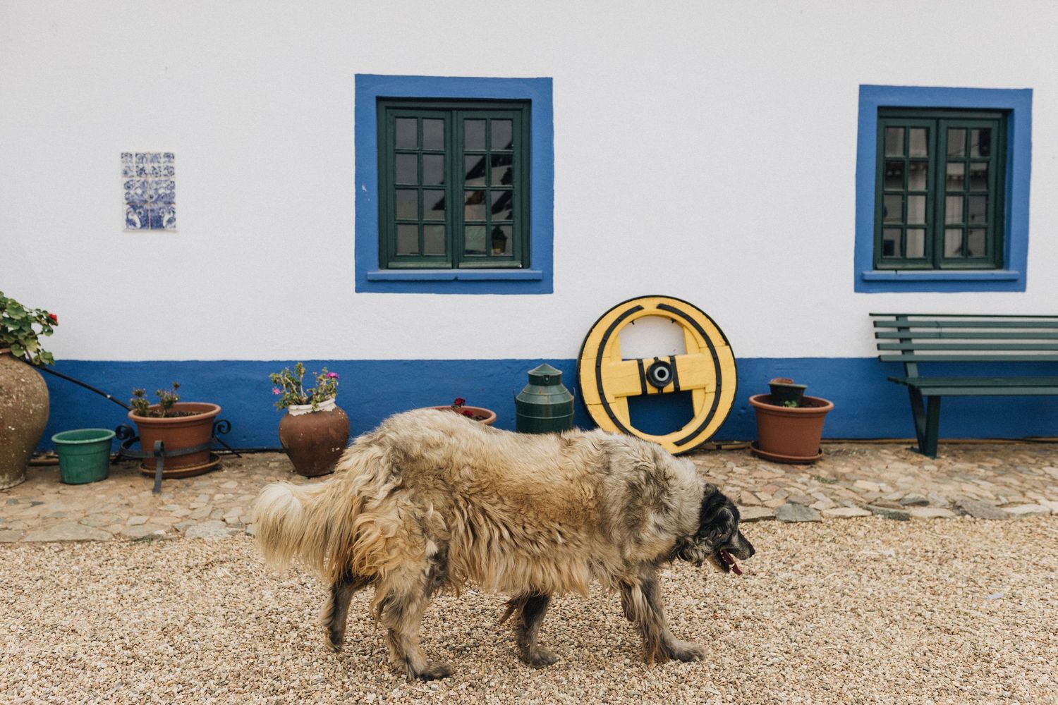 A white building with blue trim windows and doors features a dog walking along its exterior path.