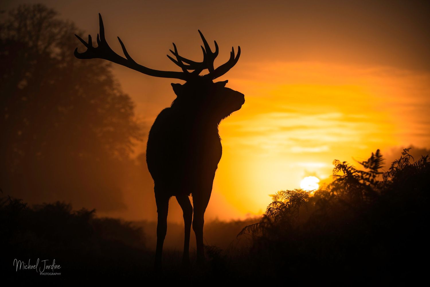 Silhouette of a majestic elk with large antlers standing against a vibrant orange sunset sky.