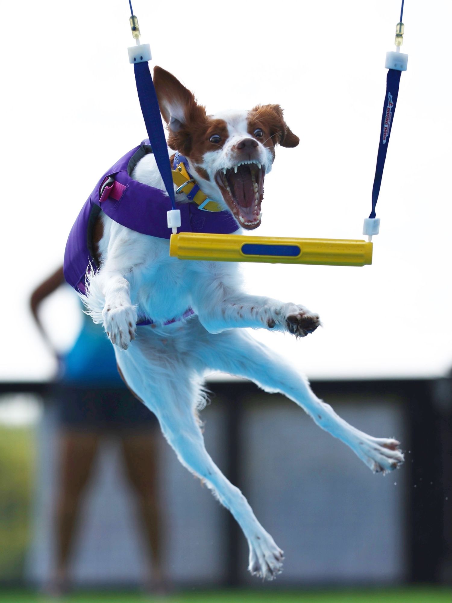 Excited brown and white Brittany dog mid-air catching a yellow toy during an outdoor dog sport competition.