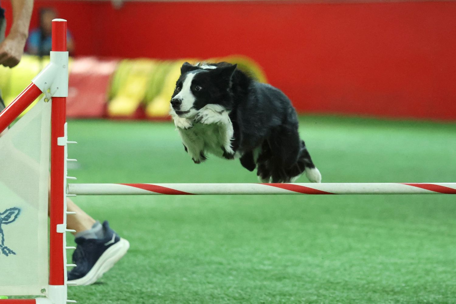 Black and white border collie jumping over a red and white agility bar in indoor training facility.