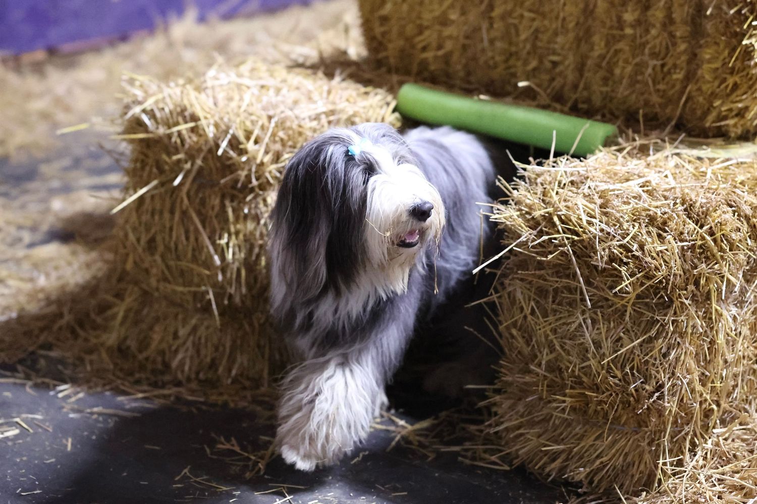 Fluffy gray and white bearded collie standing between hay bales at a barn hunt event.