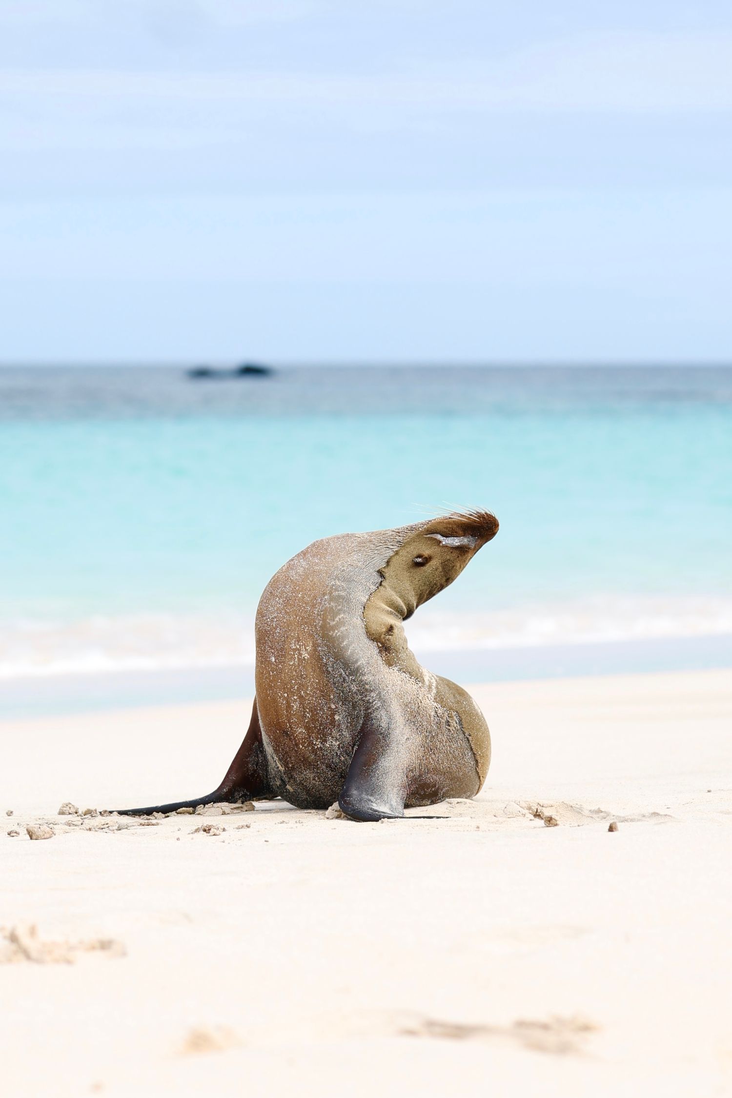 Galapagos sea lion stretching on a pristine white sand beach with turquoise ocean behind.