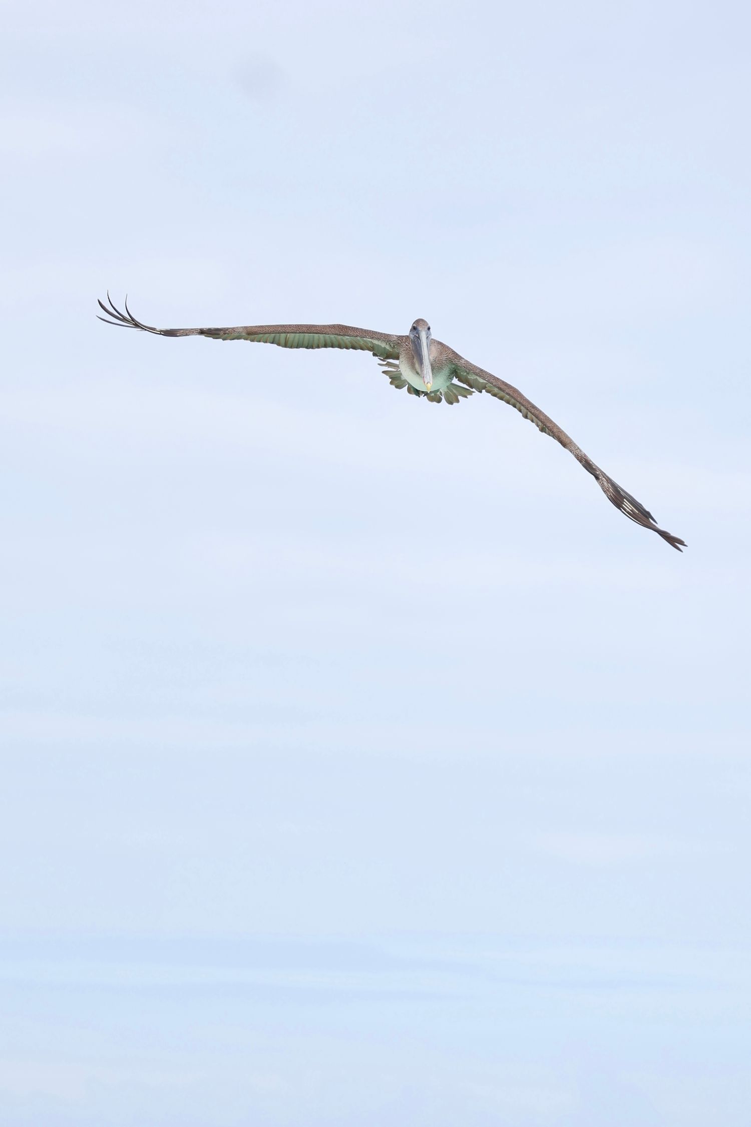 A brown pelican soars gracefully through a pale blue cloudy sky with wings fully extended.