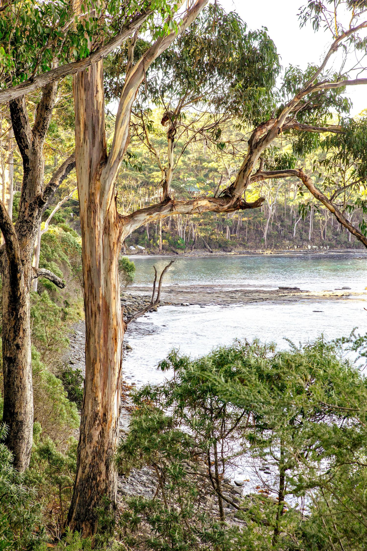 VERONICA WILLIAMS - PHOTOGRAPHER
Secluded Tasmanian shoreline