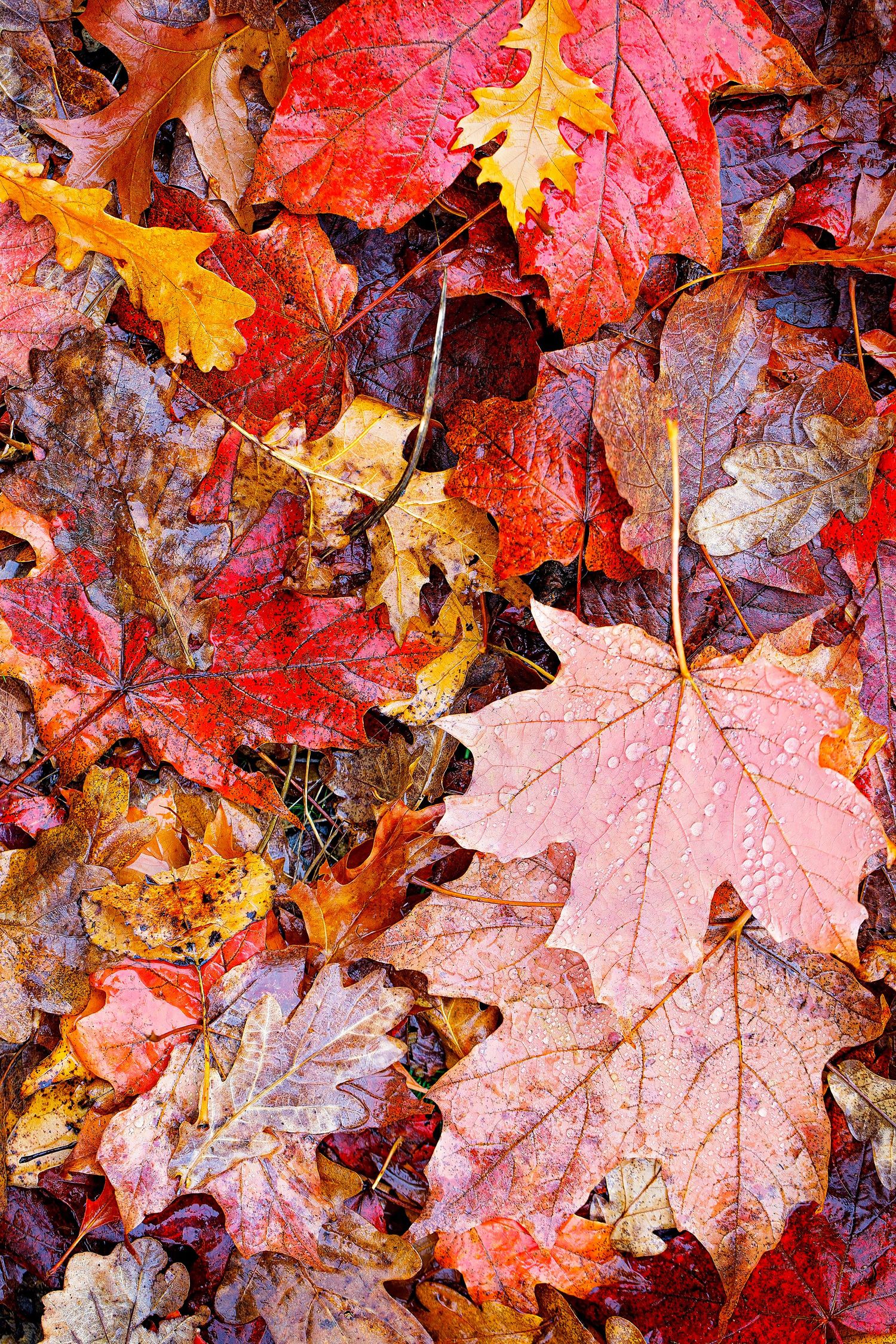 VERONICA WILLIAMS - PHOTOGRAPHER
Autumn leaves in reds and golds
