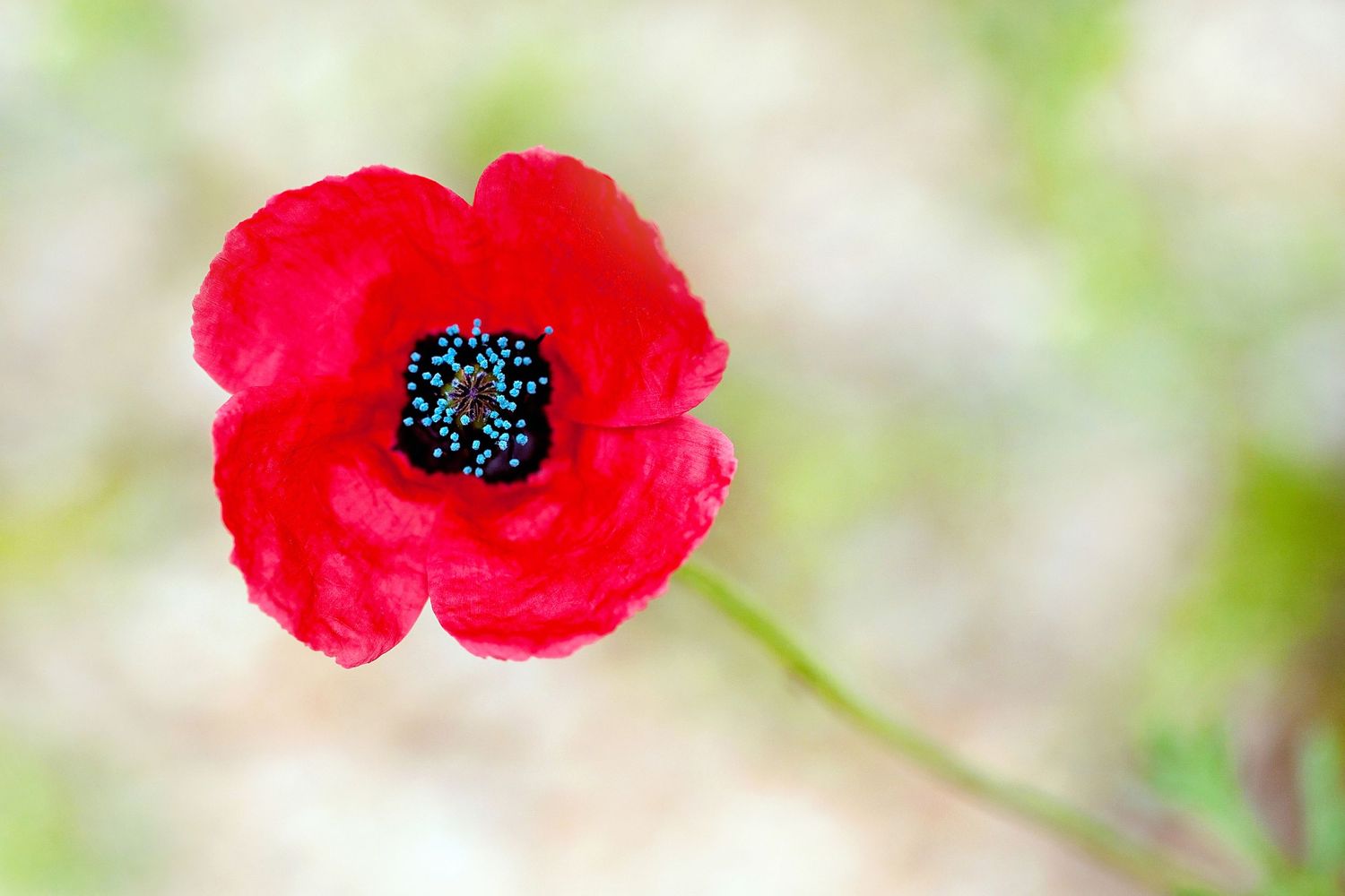 VERONICA WILLIAMS - PHOTOGRAPHER
Poppy