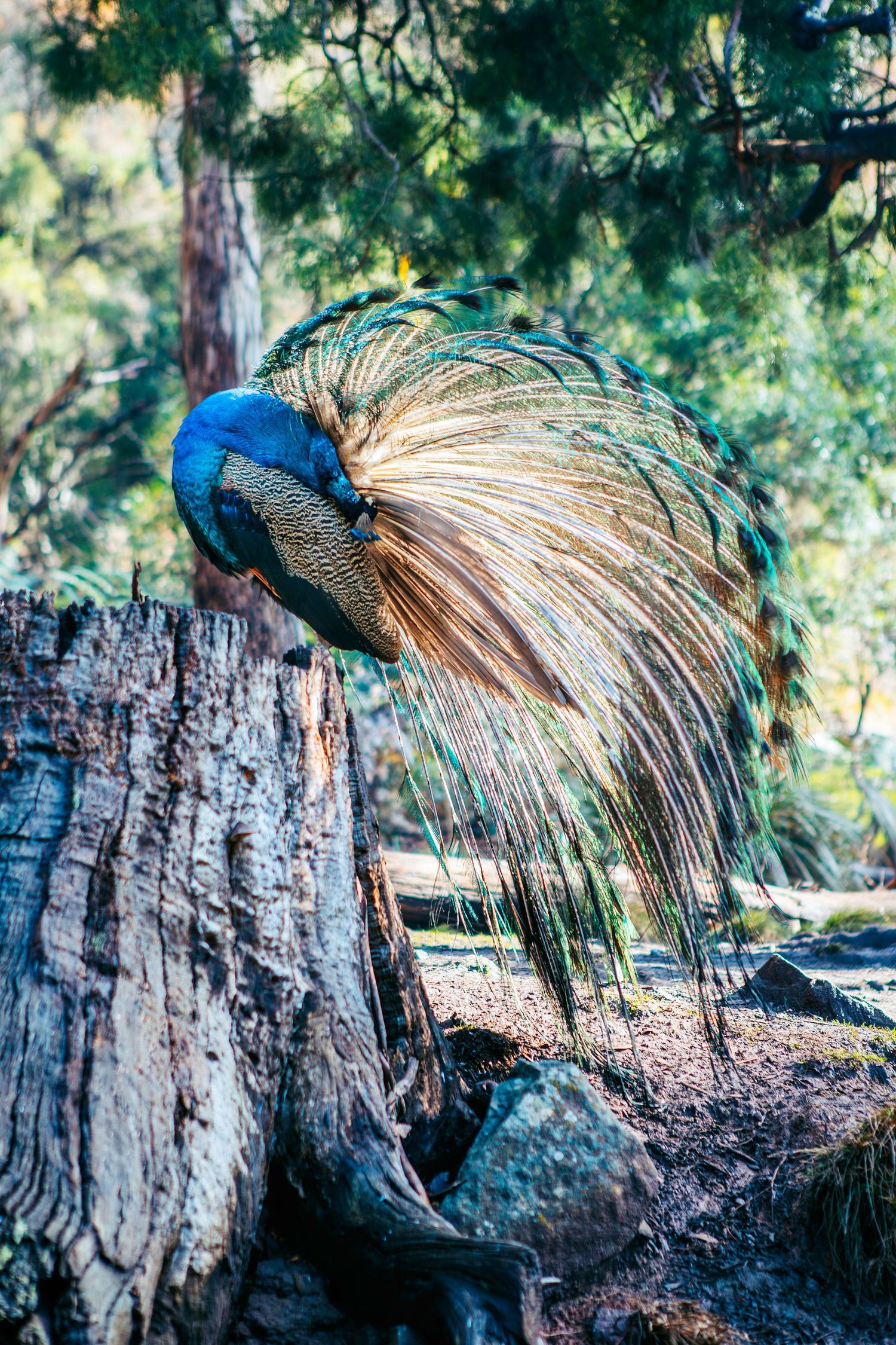 VERONICA WILLIAMS - PHOTOGRAPHER
Preening peacock