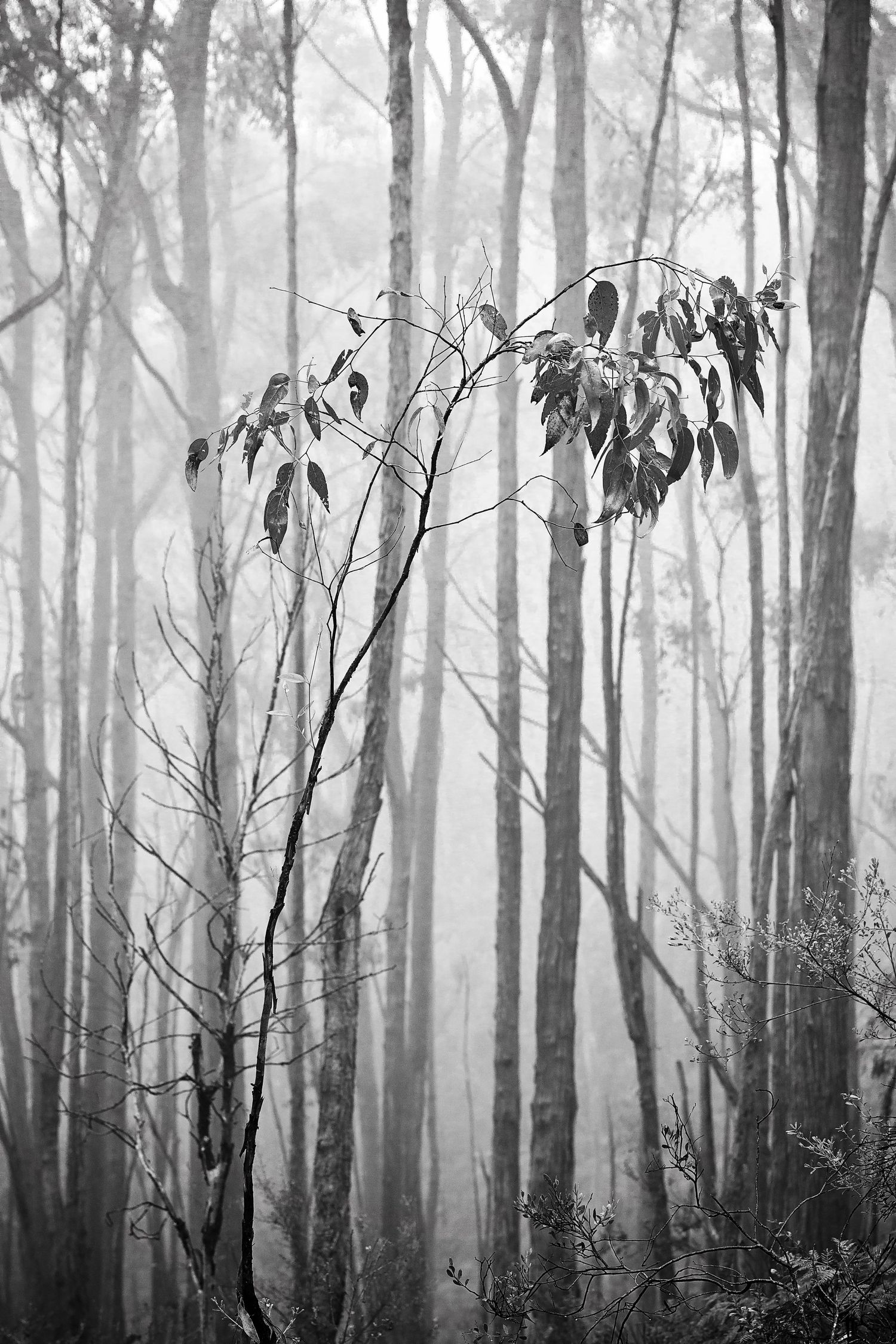 VERONICA WILLIAMS - PHOTOGRAPHER
Mount Lofty Botanic Gardens in monochrome
