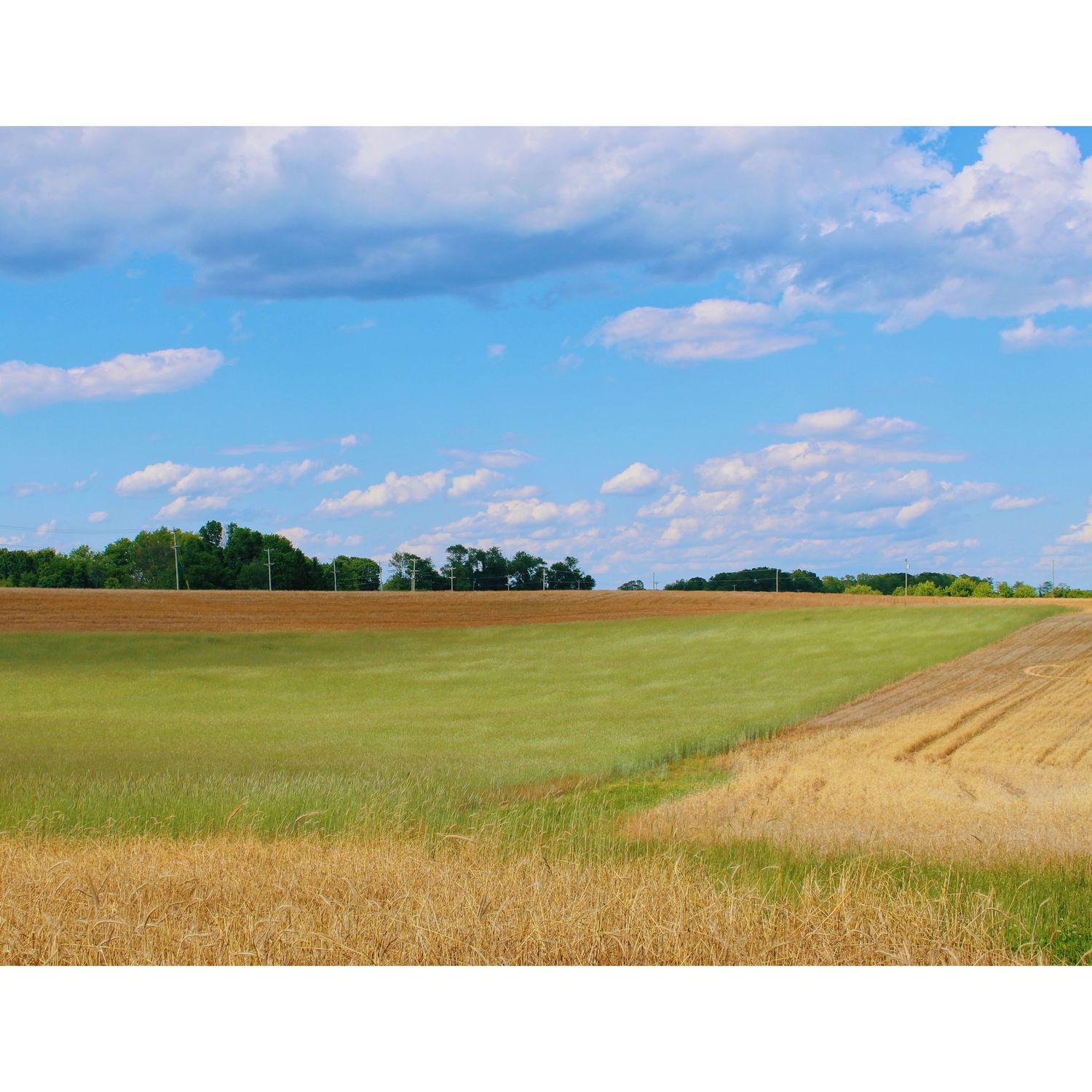 Rolling farmland with plowed brown soil, green crop fields and golden harvested rows beneath a bright blue sky with scattered white clouds.