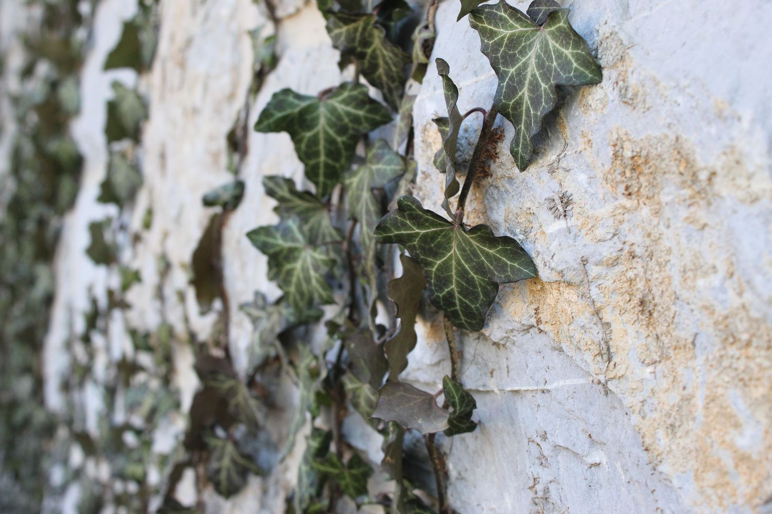 Green ivy leaves climbing a weathered white stone wall with peeling plaster and rustic texture.