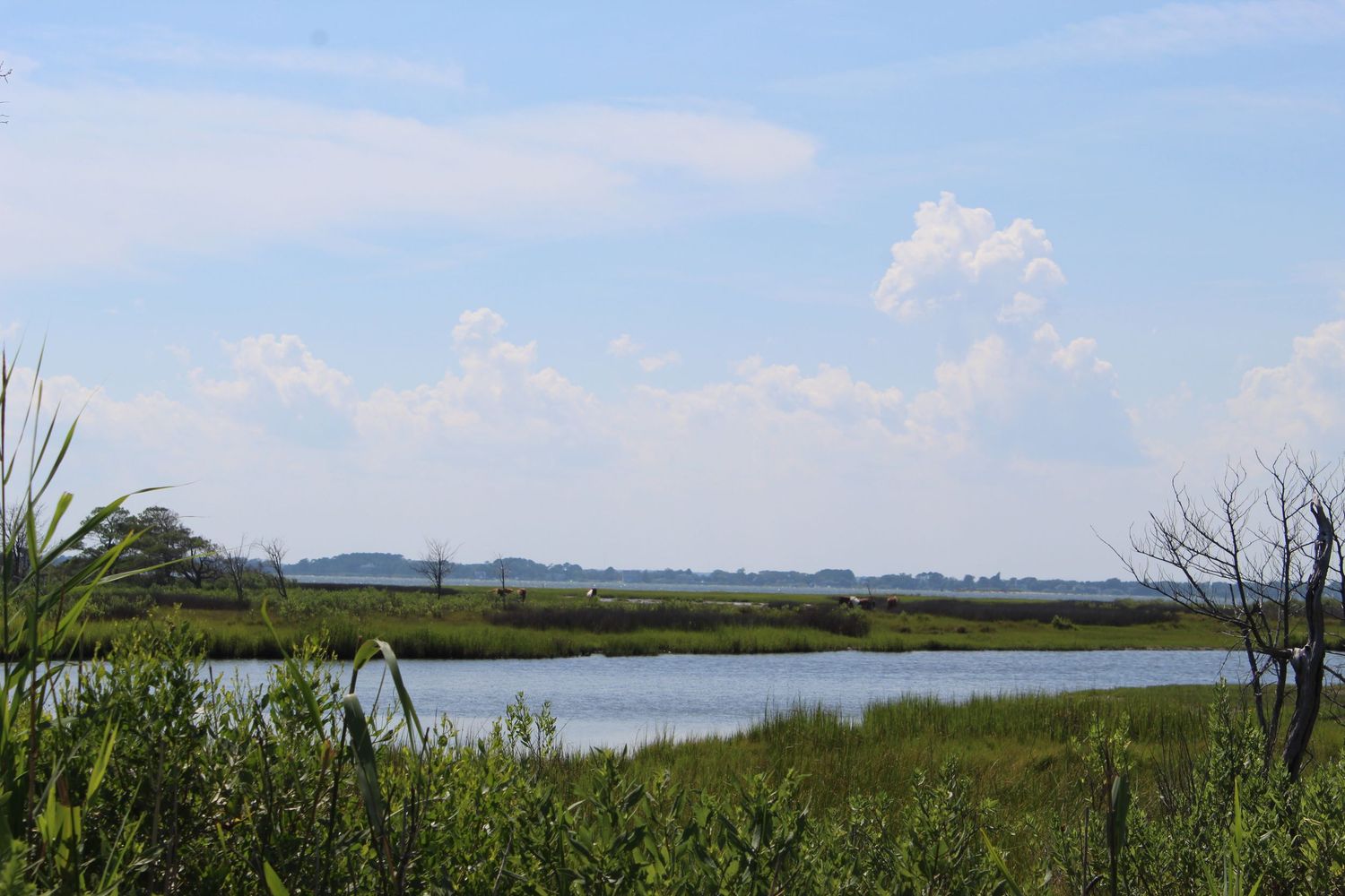 Calm coastal marsh with tall green reeds, a quiet water channel, and a distant tree line beneath a blue sky with scattered white clouds.
