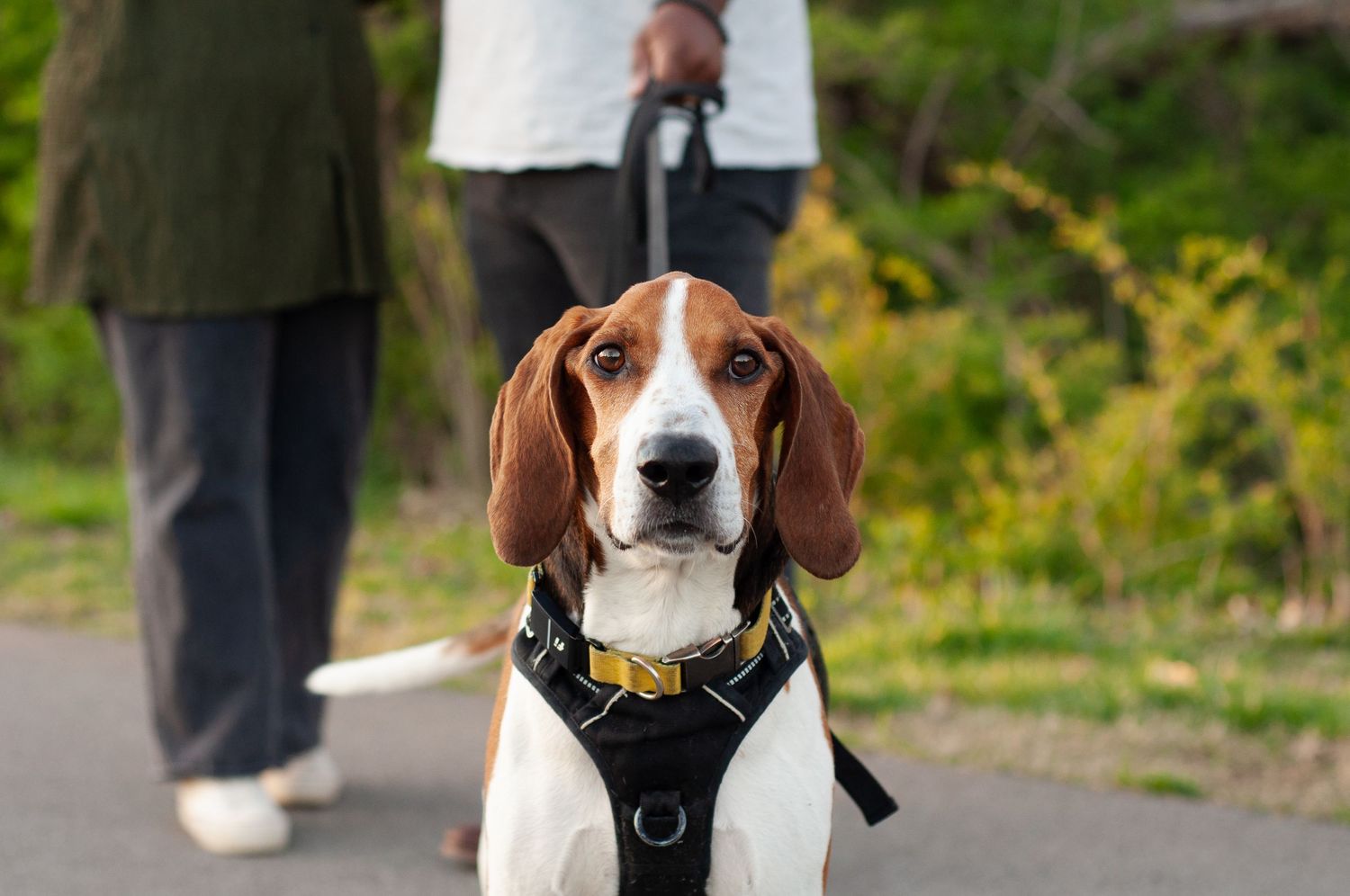 Portrait of a dog standing on a path during an outdoor photo session.