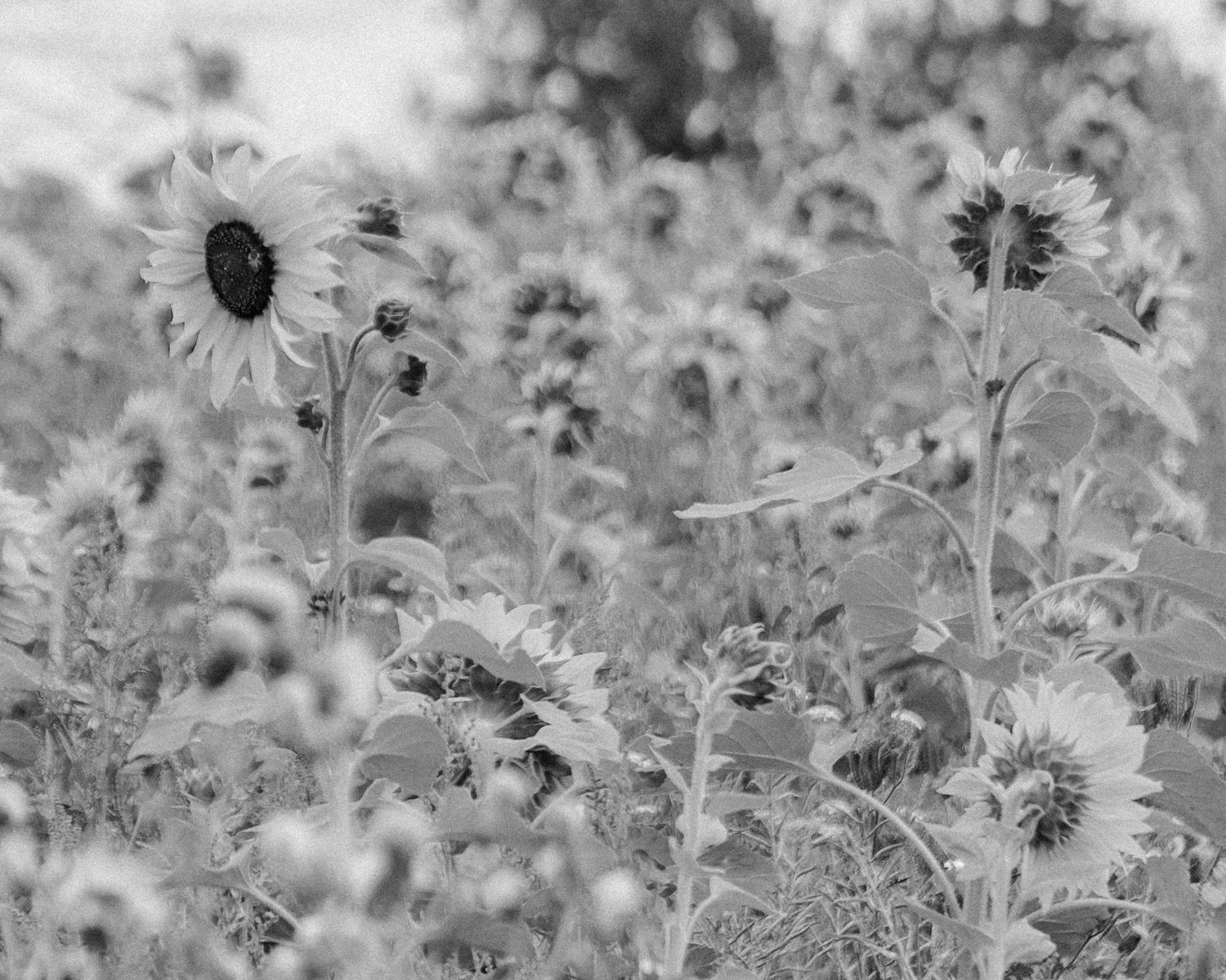 Black and white image of a sunflower field in Ireland