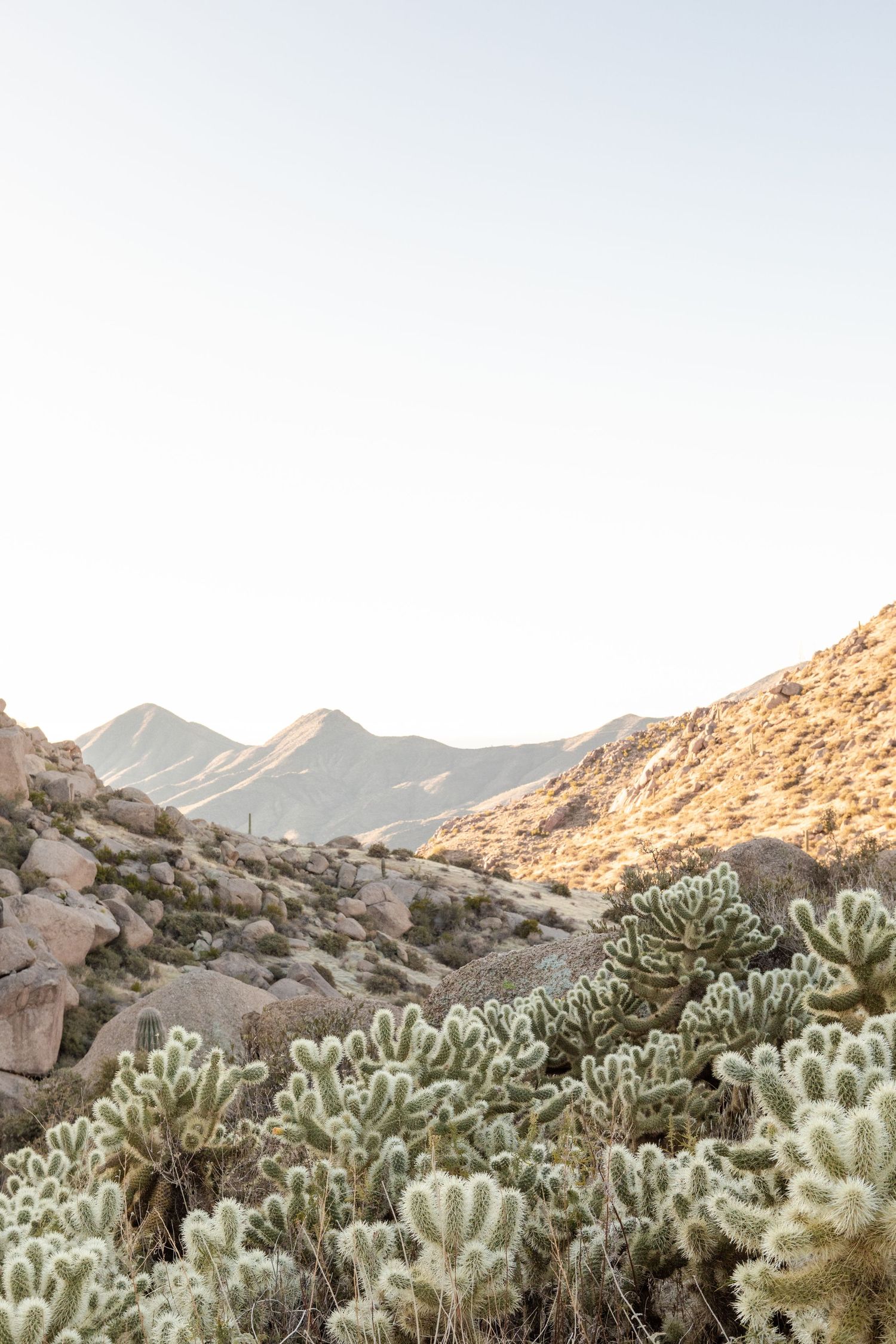 Sunrise image of glowing mountains and cacti Tom's Thumb Scottsdale, Arizona