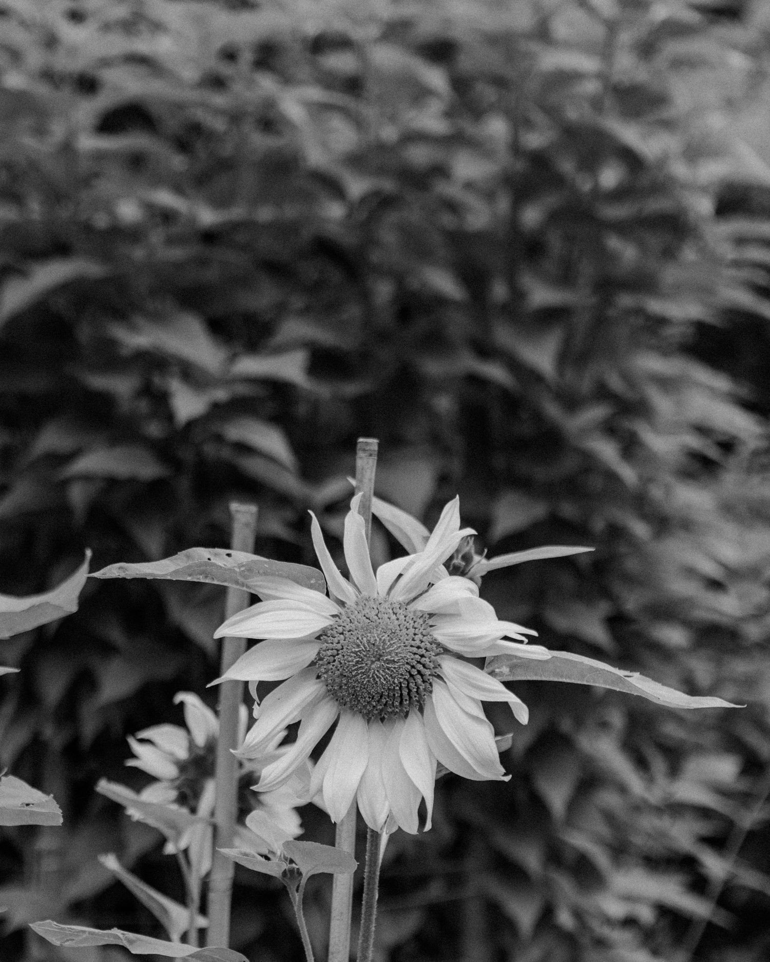 Black and white image of a drooped sunflower in front of a bush