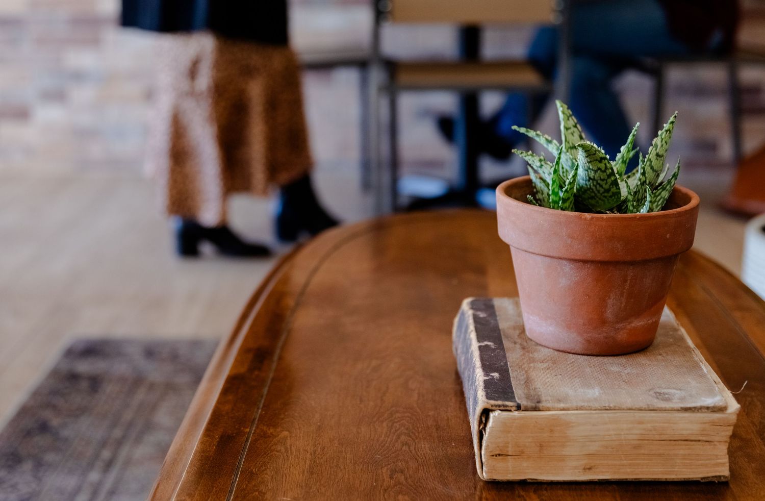 Plant and book on a coffee table in a coffee shop.