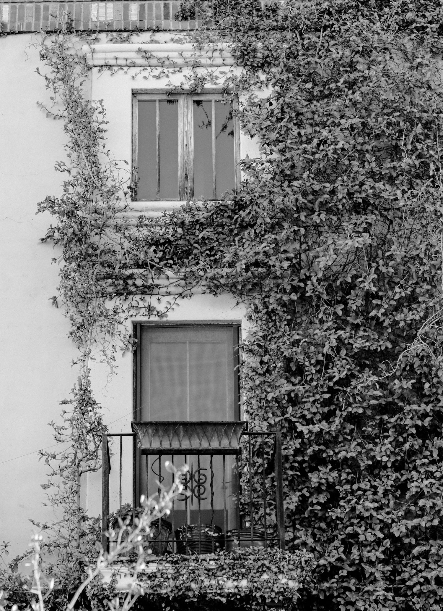 Black and white image of a building with windows covered in growing foliage in Old Town Scottsdale, Arizona