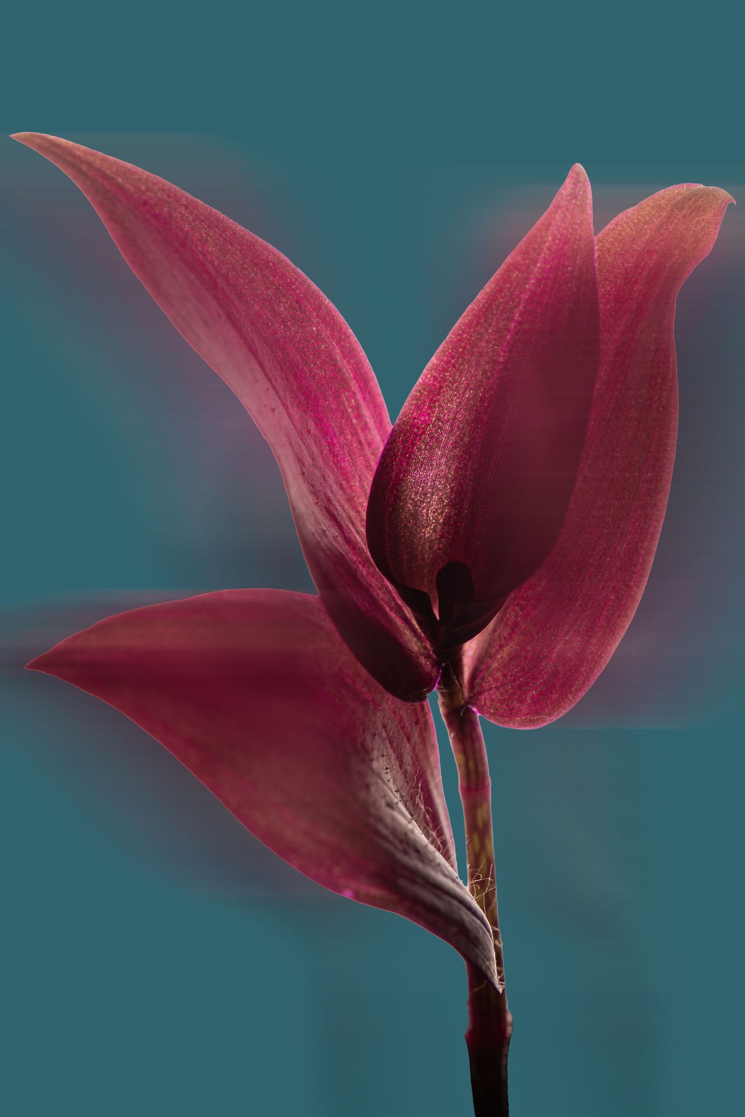 Flower image taken by veteran photographer and Two Black Ravens founder Adam