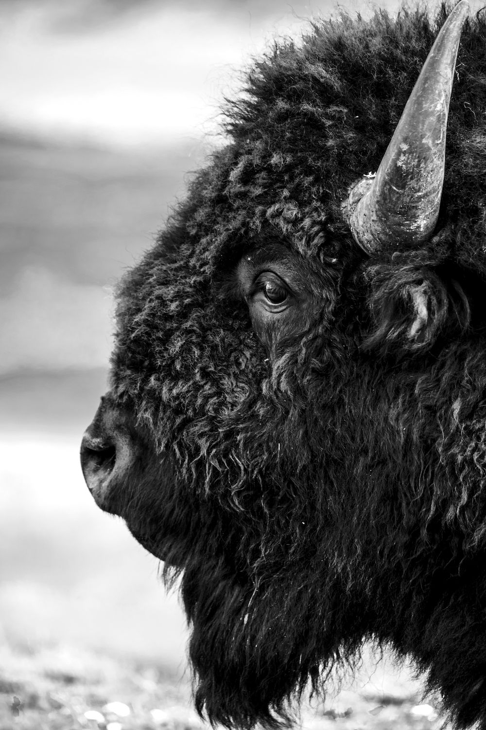 Close up image of bison's head in Yellowstone.  Image taken by veteran photographer and Two Black Ravens founder Adam