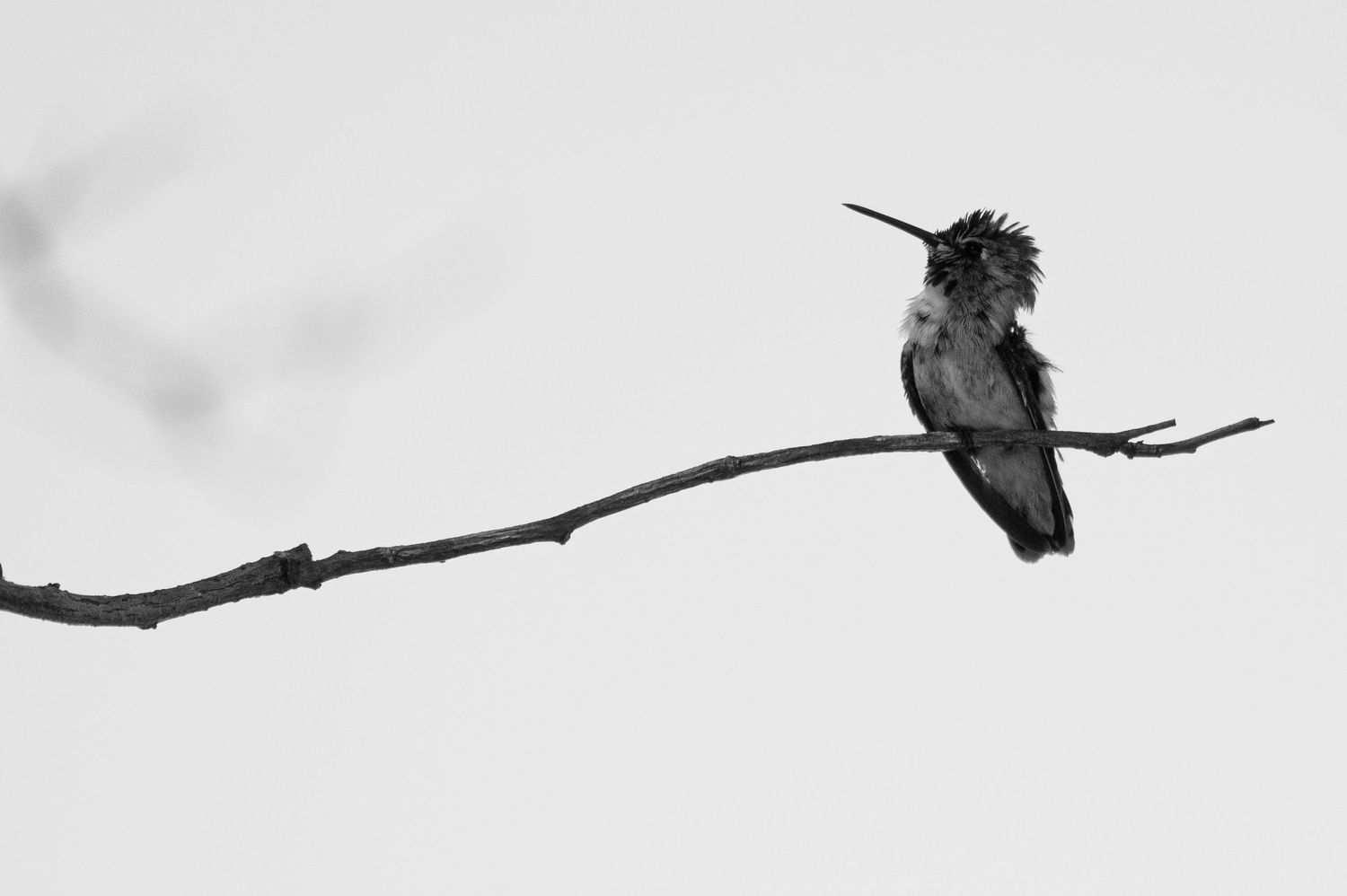 Photo of a hummingbird sitting on a branch.  Image taken by veteran photographer and Two Black Ravens founder Adam
