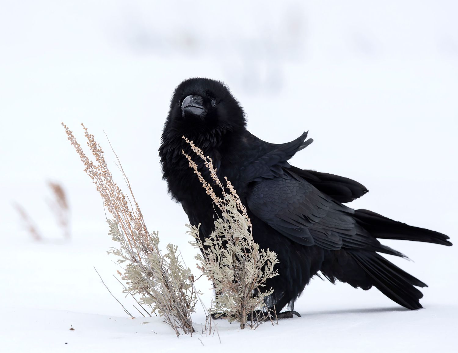 Raven in the snow