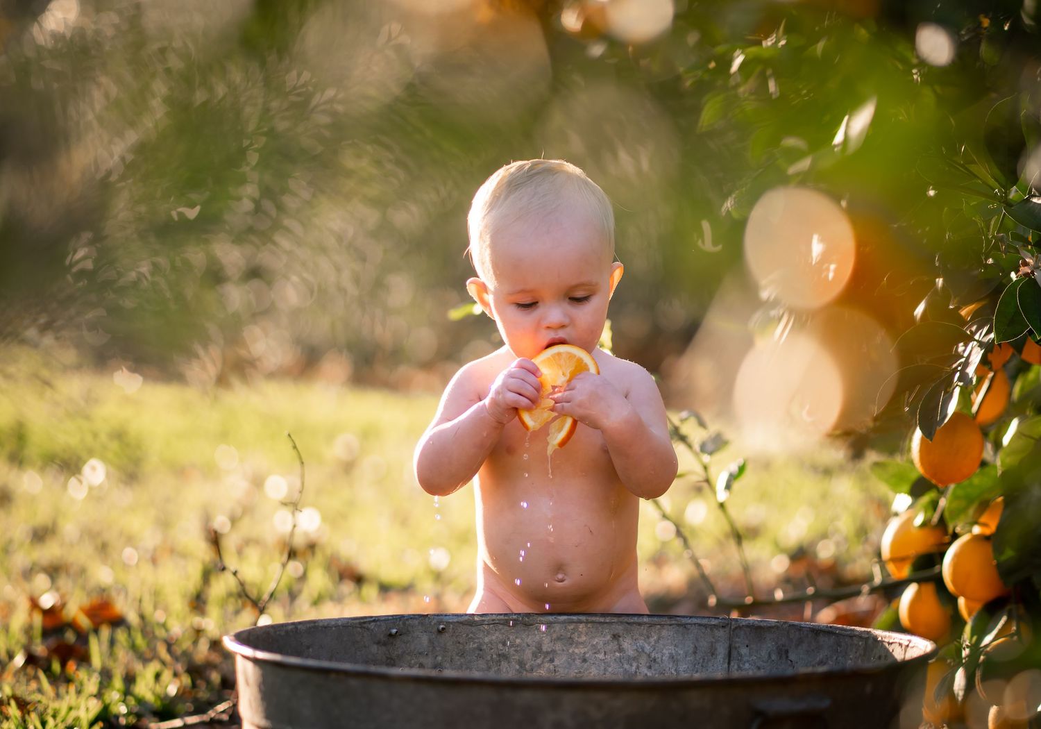 Baby playing in metal washtub during golden hour with citrus trees in background.