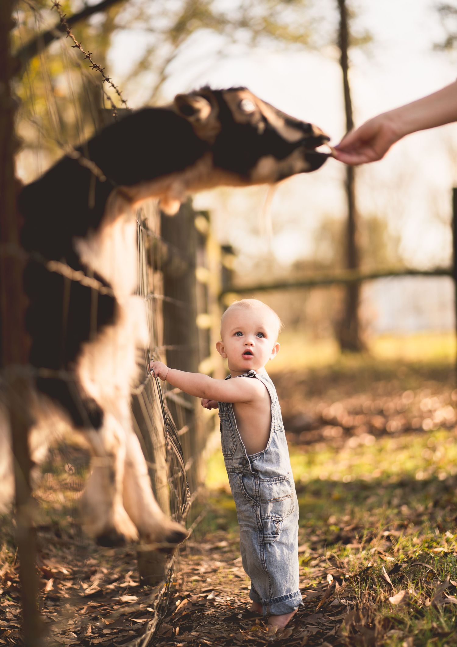 Baby in denim overalls interacting with goat through wire fence during golden hour.