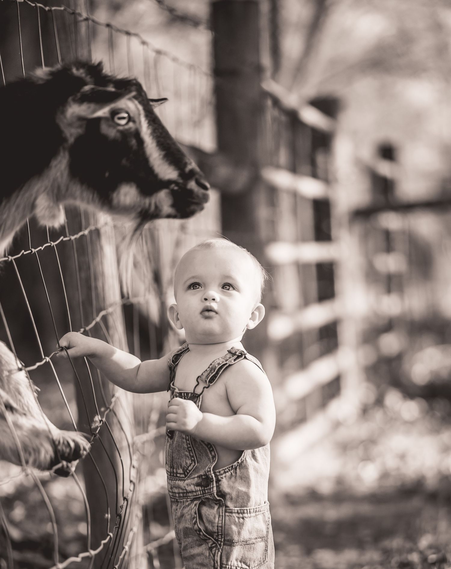 Black and white photo of toddler in overalls meeting goat through farm fence.
