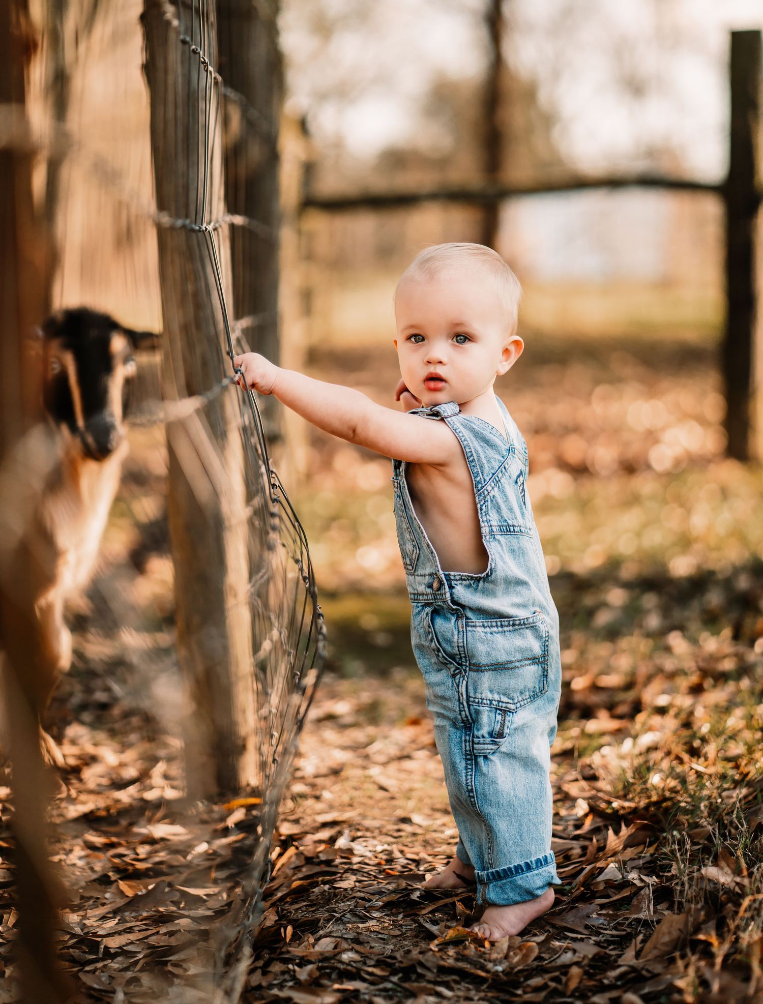 Baby in denim overalls reaches through wire fence to pet farm animals at sunset.