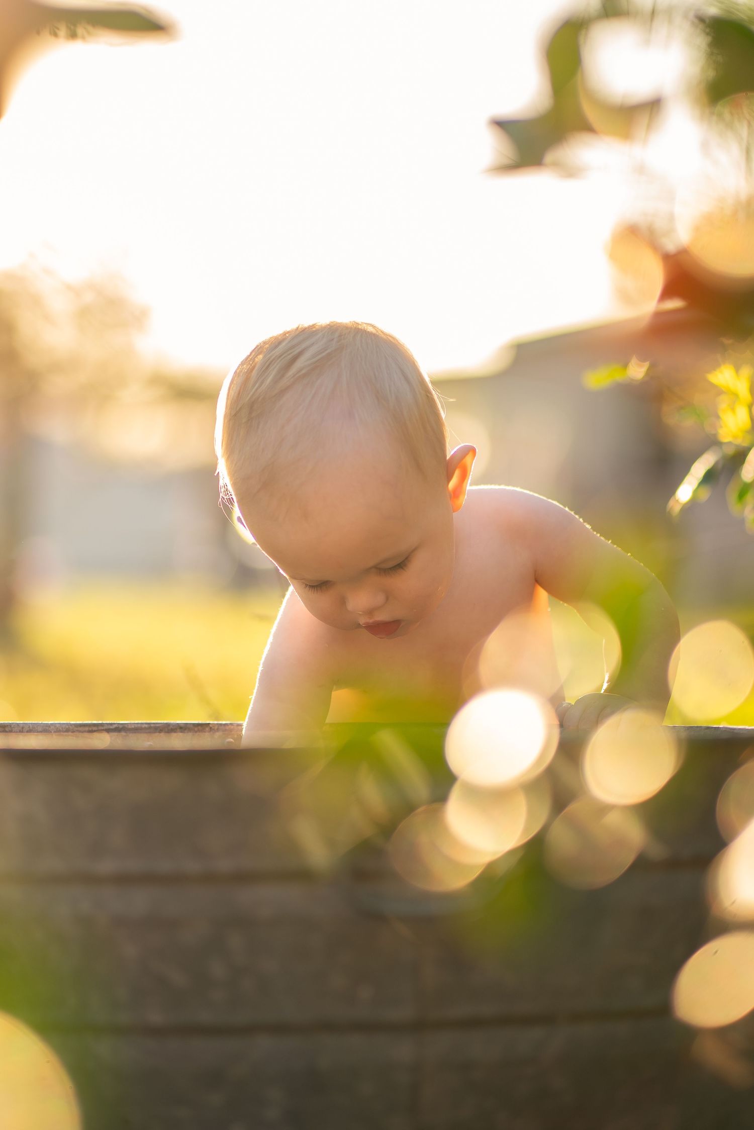 A small infant peers into a wooden barrel during golden hour with beautiful bokeh light effects.
