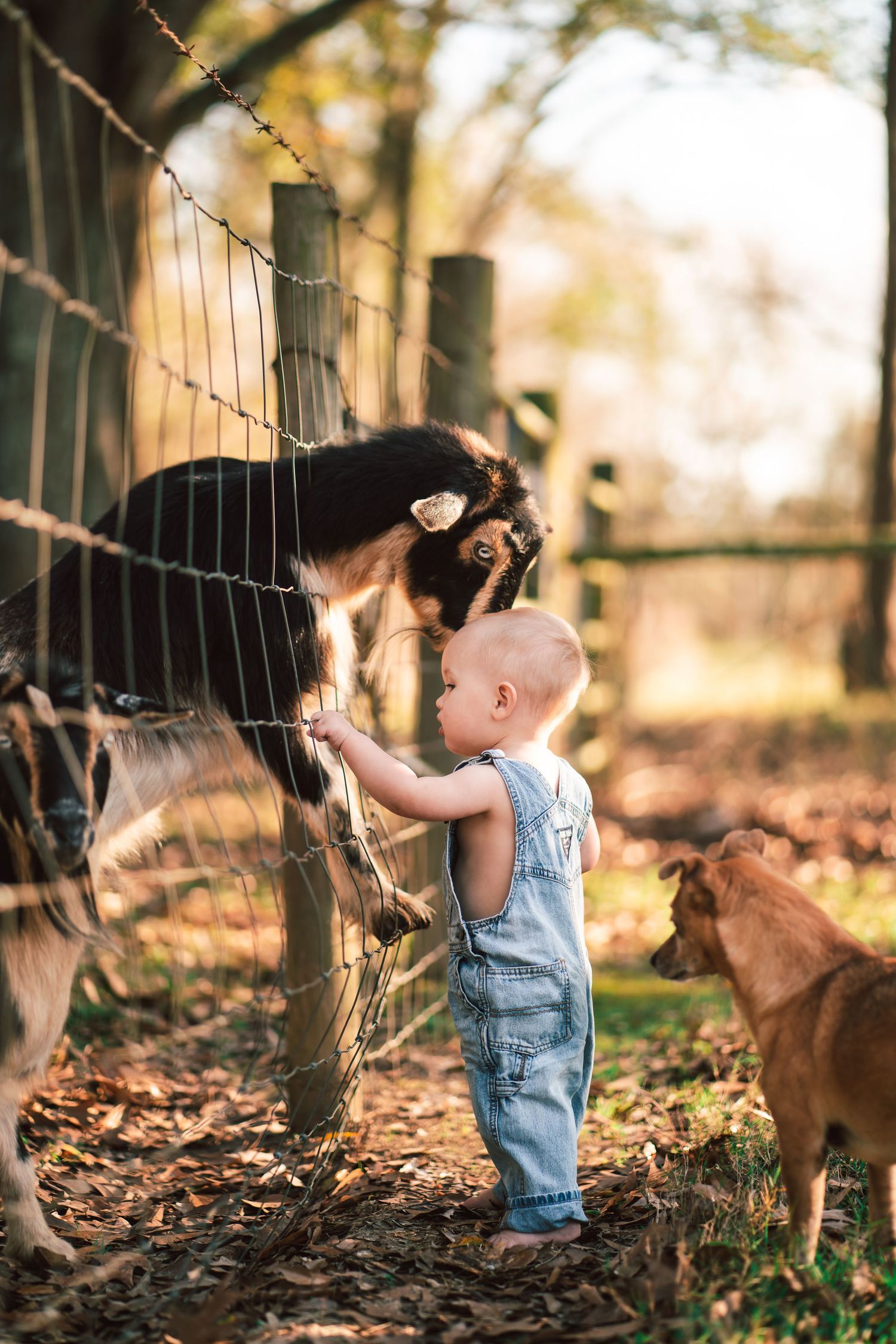Baby in overalls interacts with goats through farm fence during rustic outdoor photoshoot.