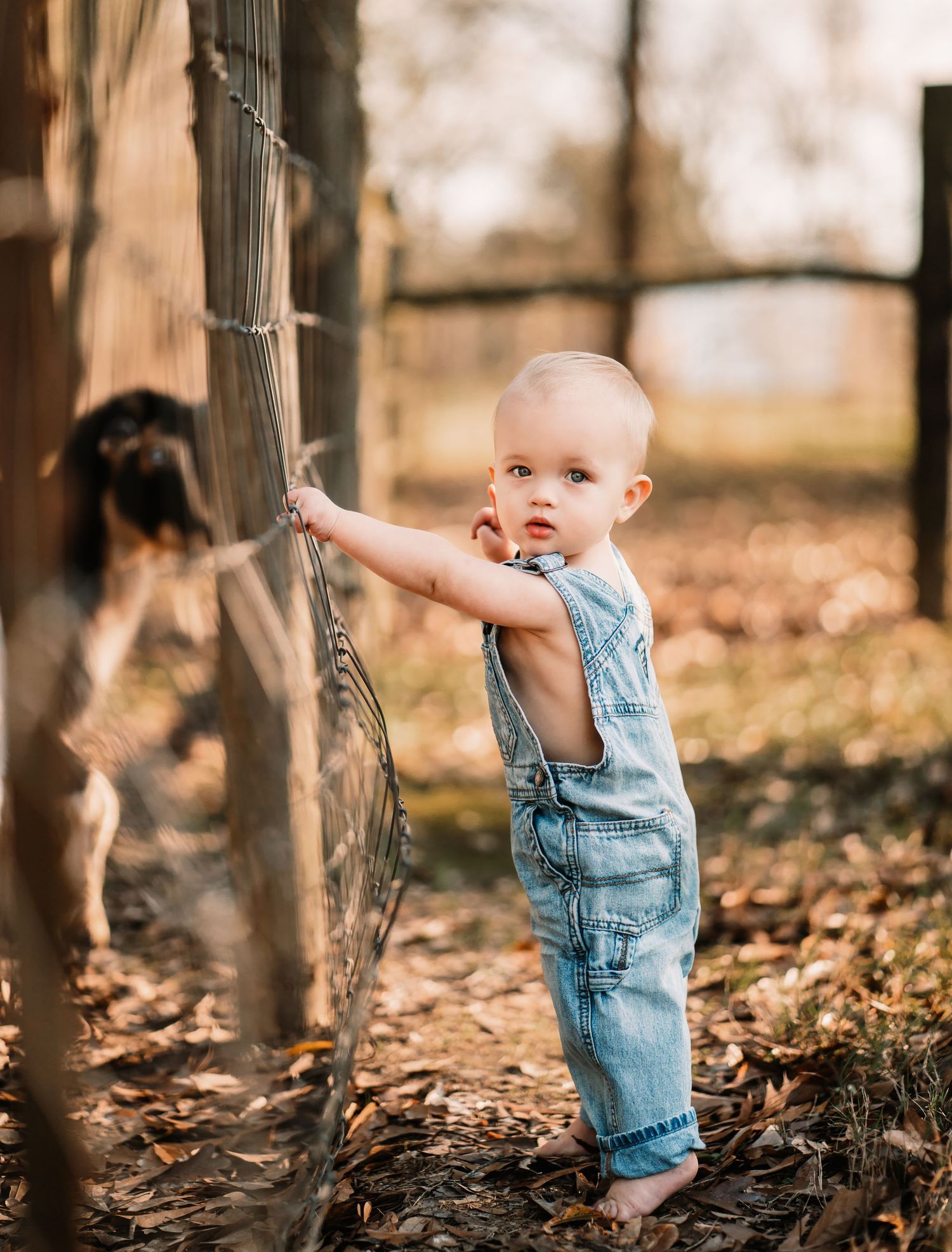 Baby in denim overalls stands holding wire fence during autumn photoshoot.