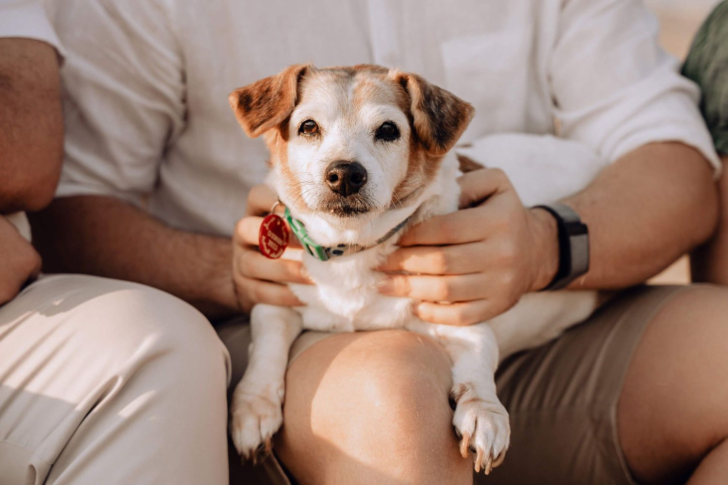 Small white and brown dog sitting on lap during outdoor desert photoshoot.