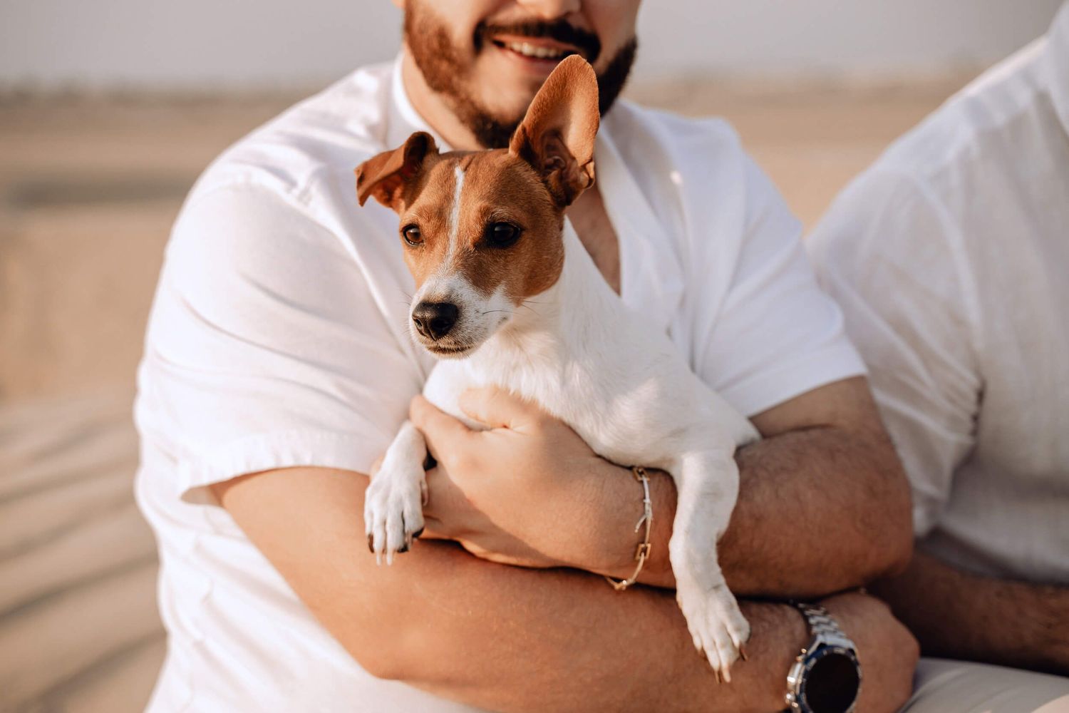 Close-up of Jack Russell terrier puppy being held in white shirt against desert background.