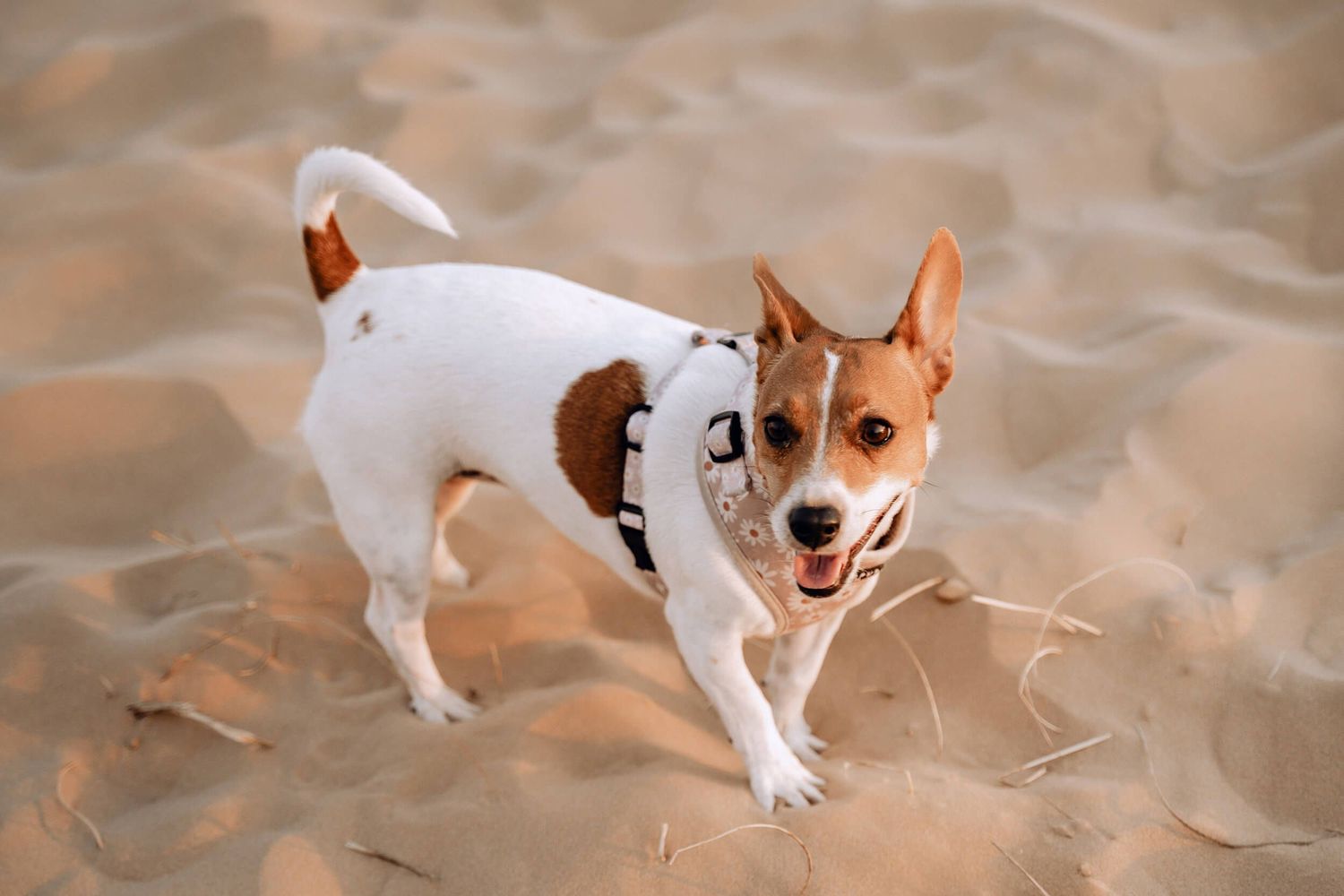 Jack Russell terrier with brown and white markings stands alert on desert sand.