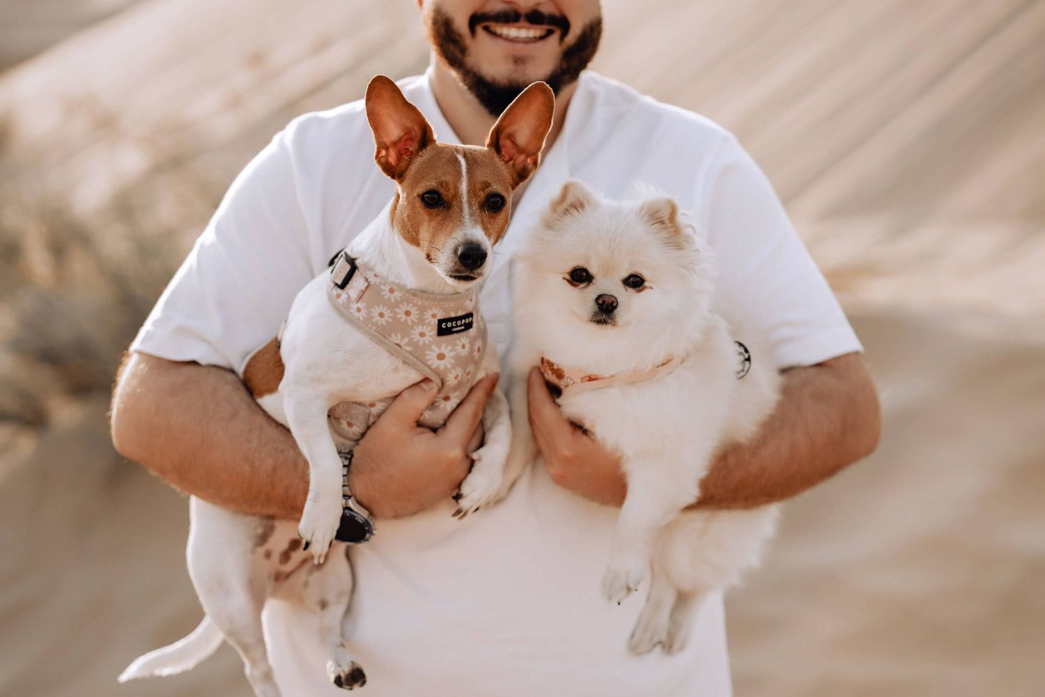 Warm-toned portrait of person holding Jack Russell mix and white Pomeranian dogs.