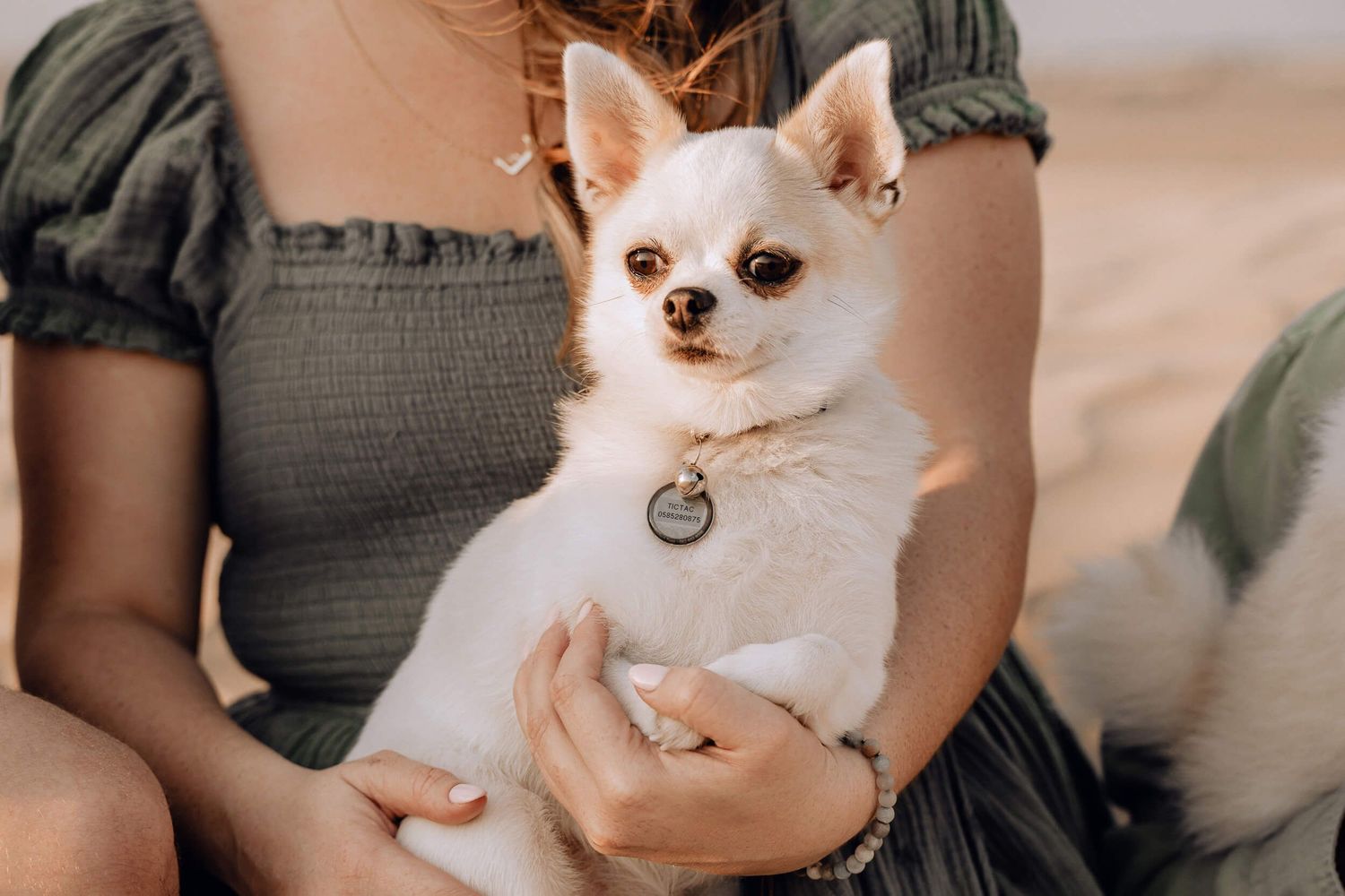 Two small dogs, one white and one brown, being held close together in front of a neutral background.