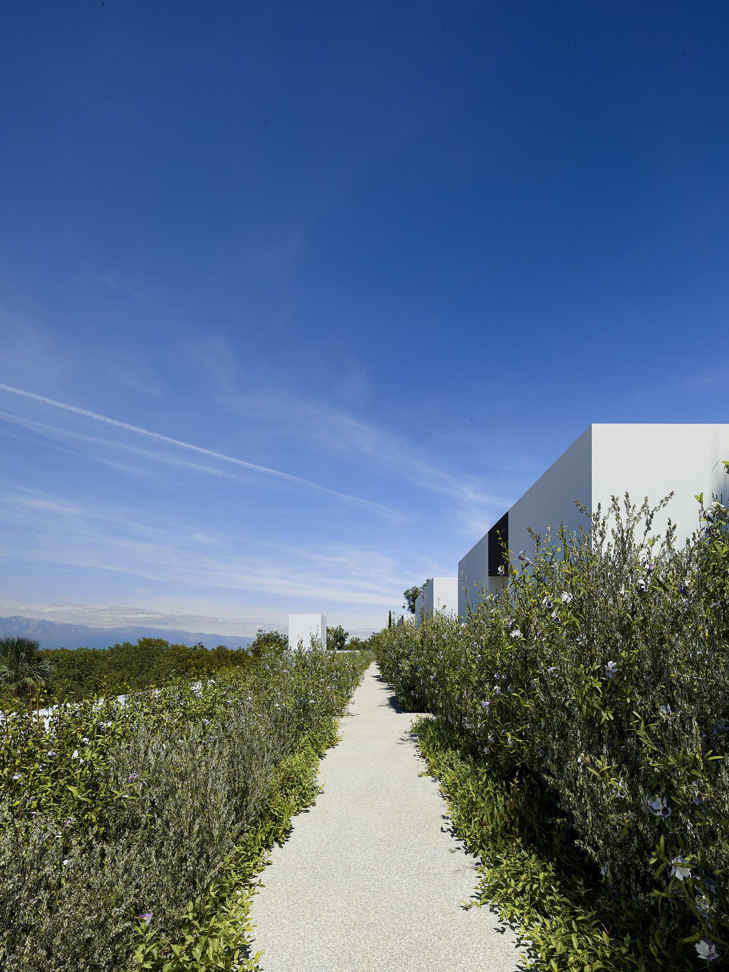 A panoramic view shows a winding path through olive groves under a bright blue sky on a sunny day.