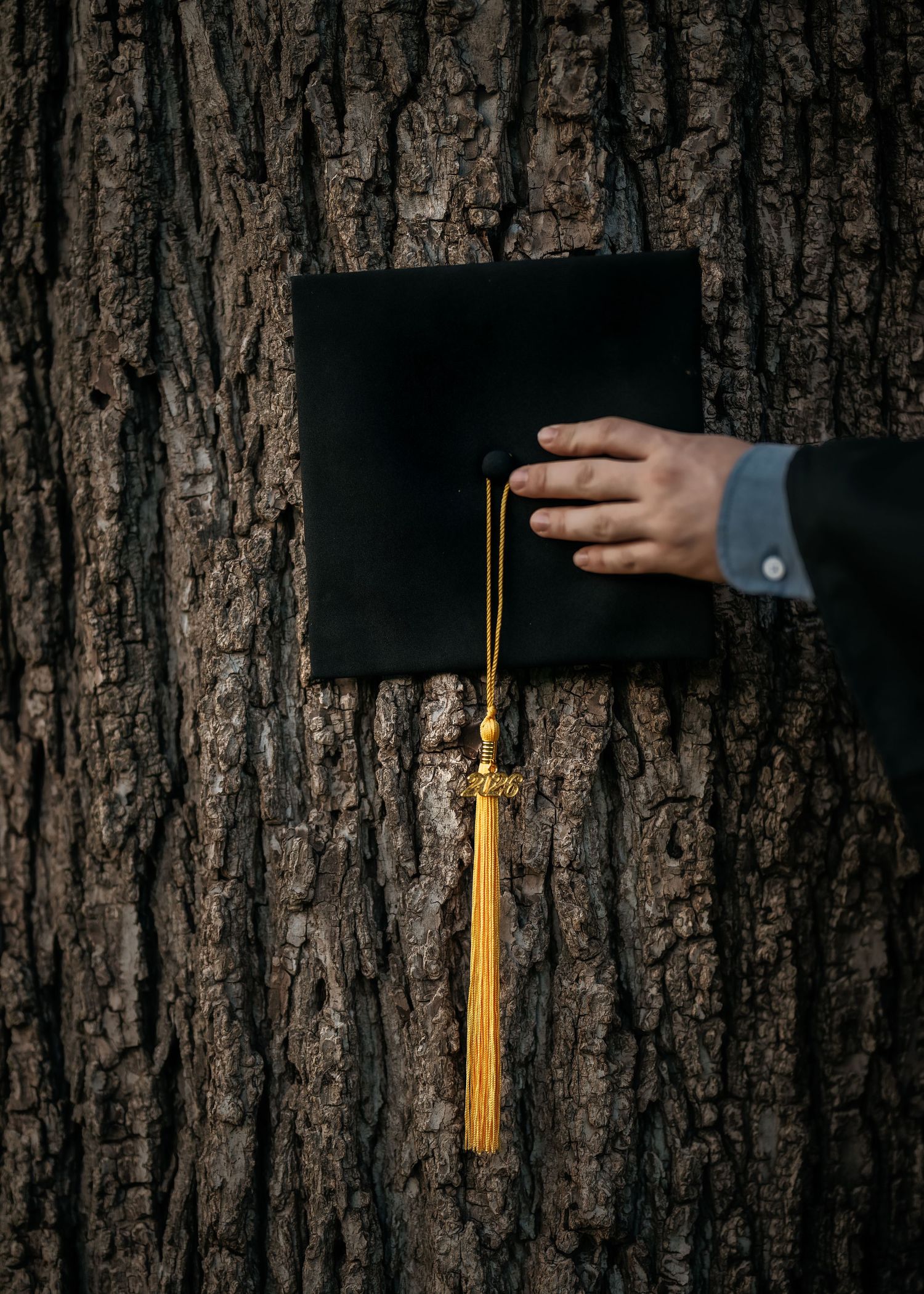 A hand holds a black graduation cap with gold tassel against a textured tree bark background.