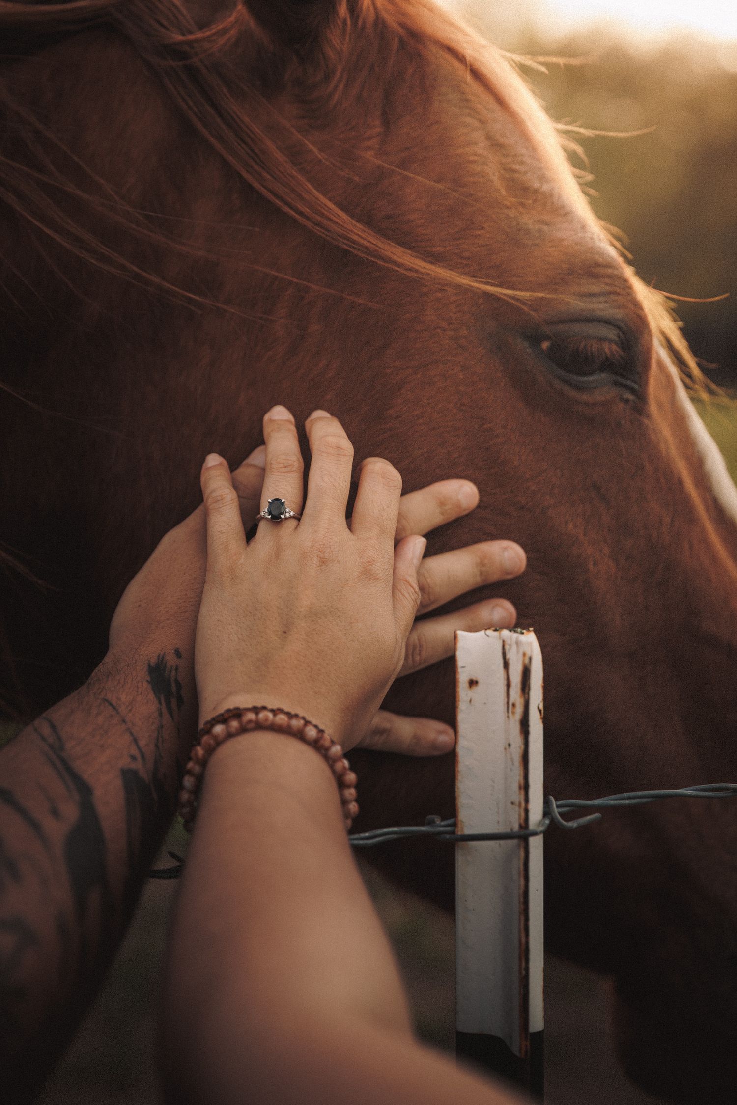 Close-up of couple's hands on a chestnut horse's face, woman wearing an engagement ring at sunset.