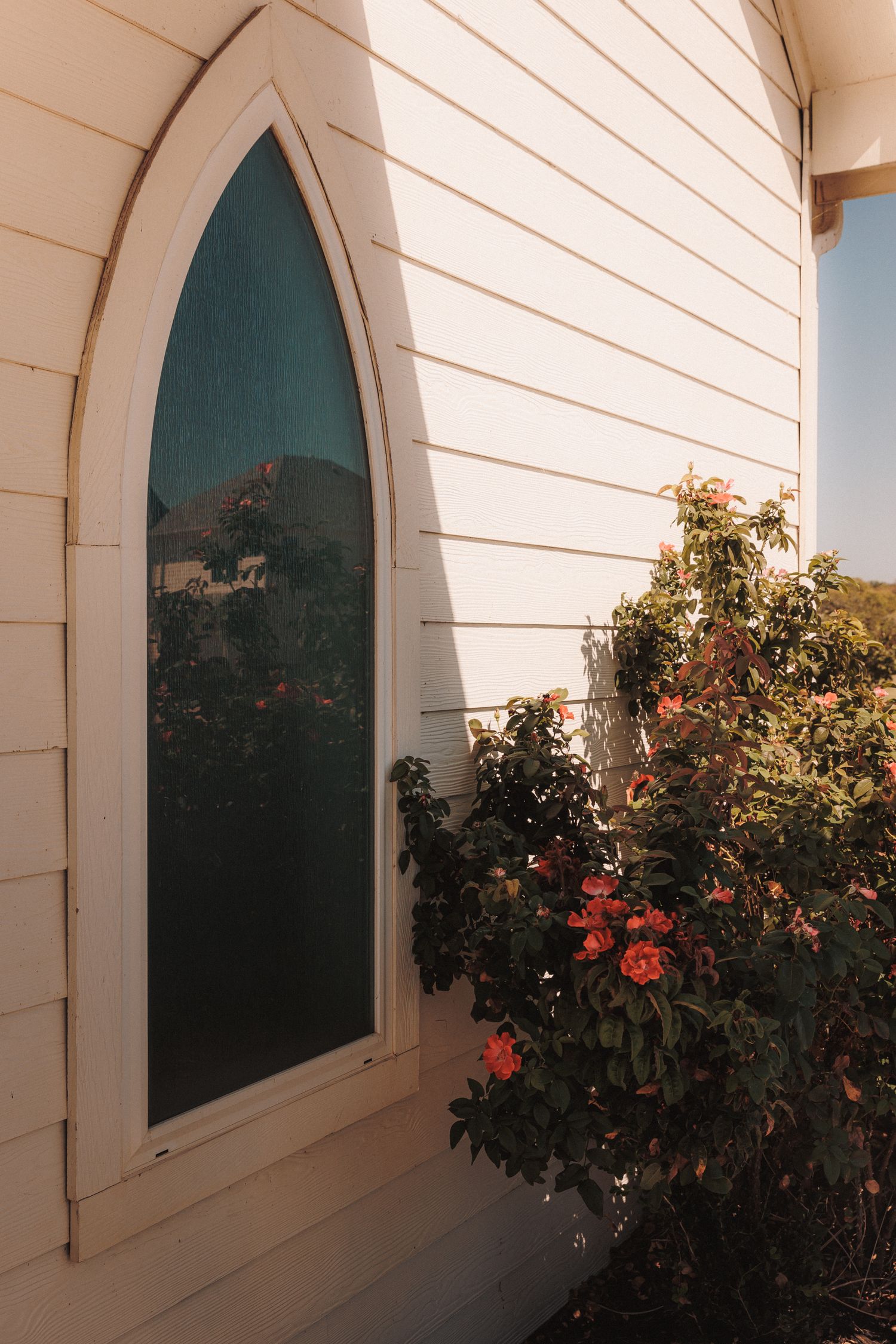 White wooden church exterior with gothic arched window reflecting trees, beside blooming pink rose bush in warm sunlight.