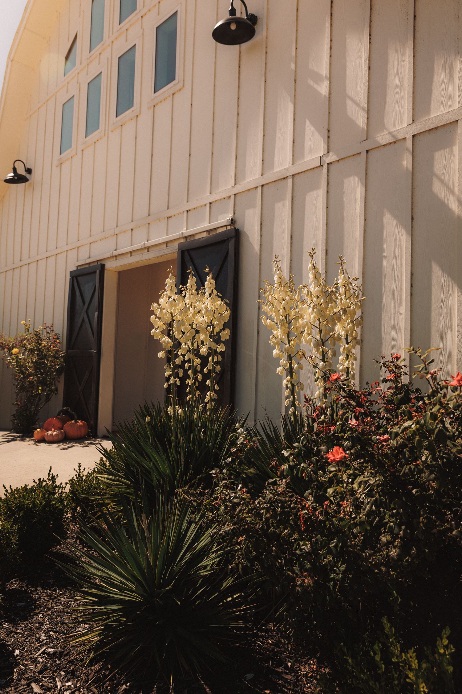White barn wedding venue exterior with yucca plants and shuttered doors in sunlight.