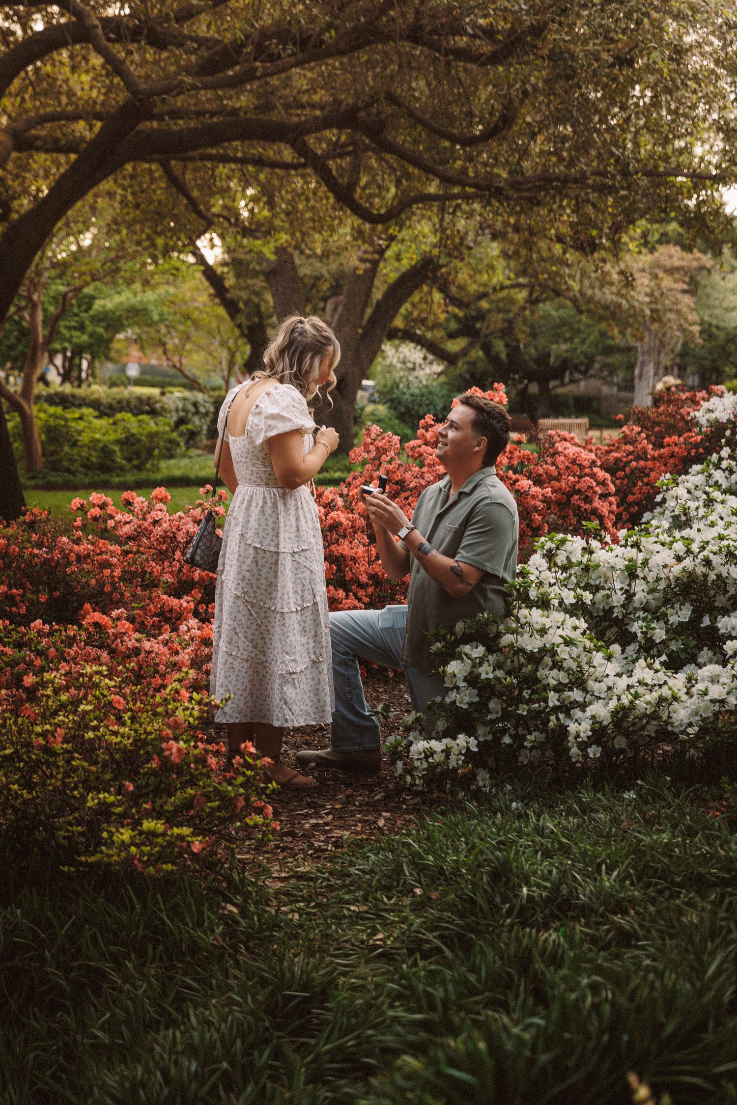 Man proposes to woman in lush garden surrounded by red and white azalea blooms in golden hour light.