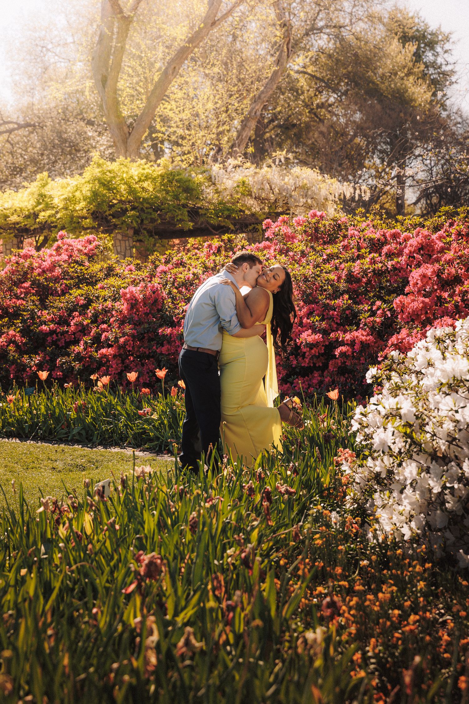 Couple embracing in a sunlit garden surrounded by vibrant pink and white flowering bushes, woman in yellow dress.