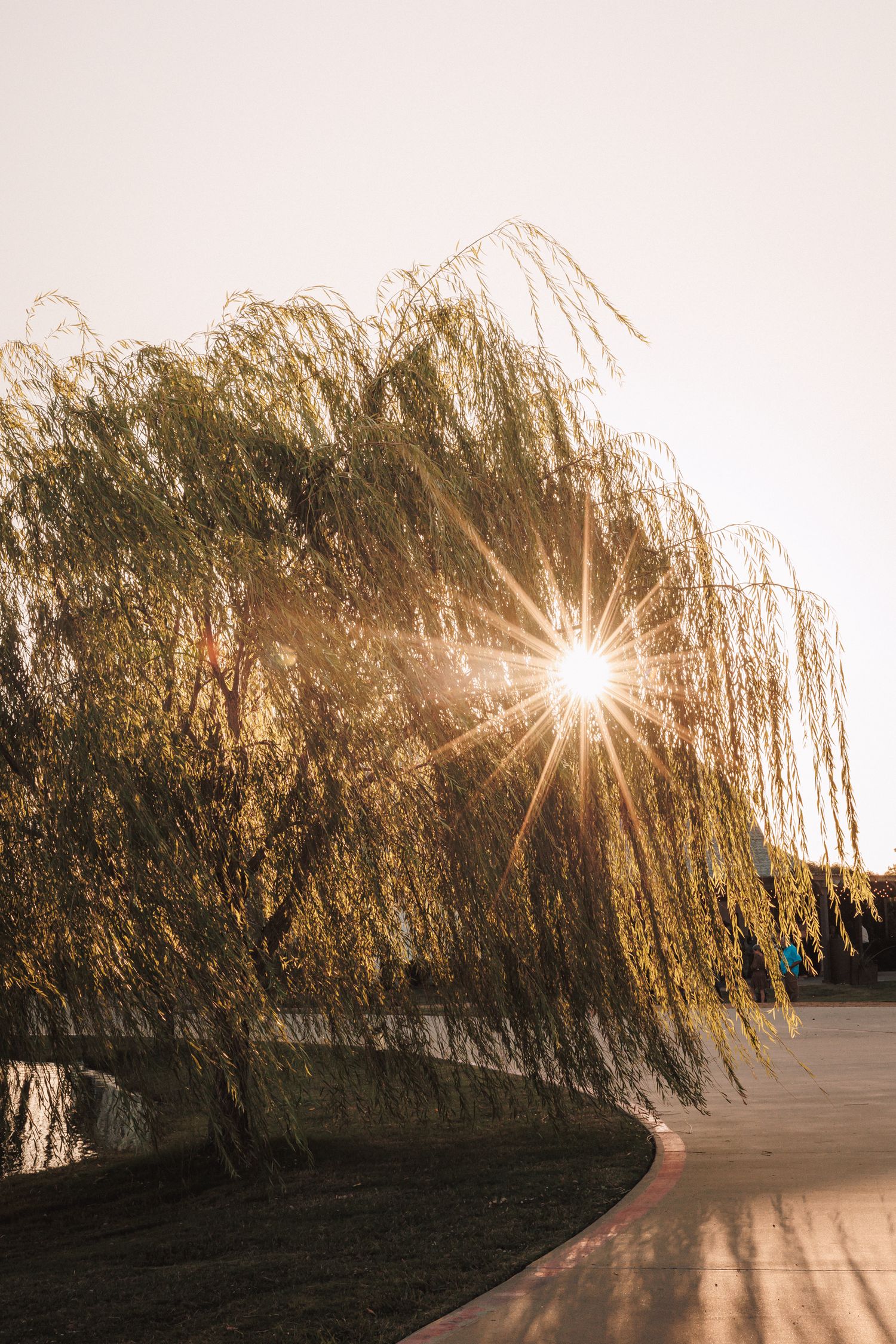 Golden sunburst shines through weeping willow tree branches at sunset.