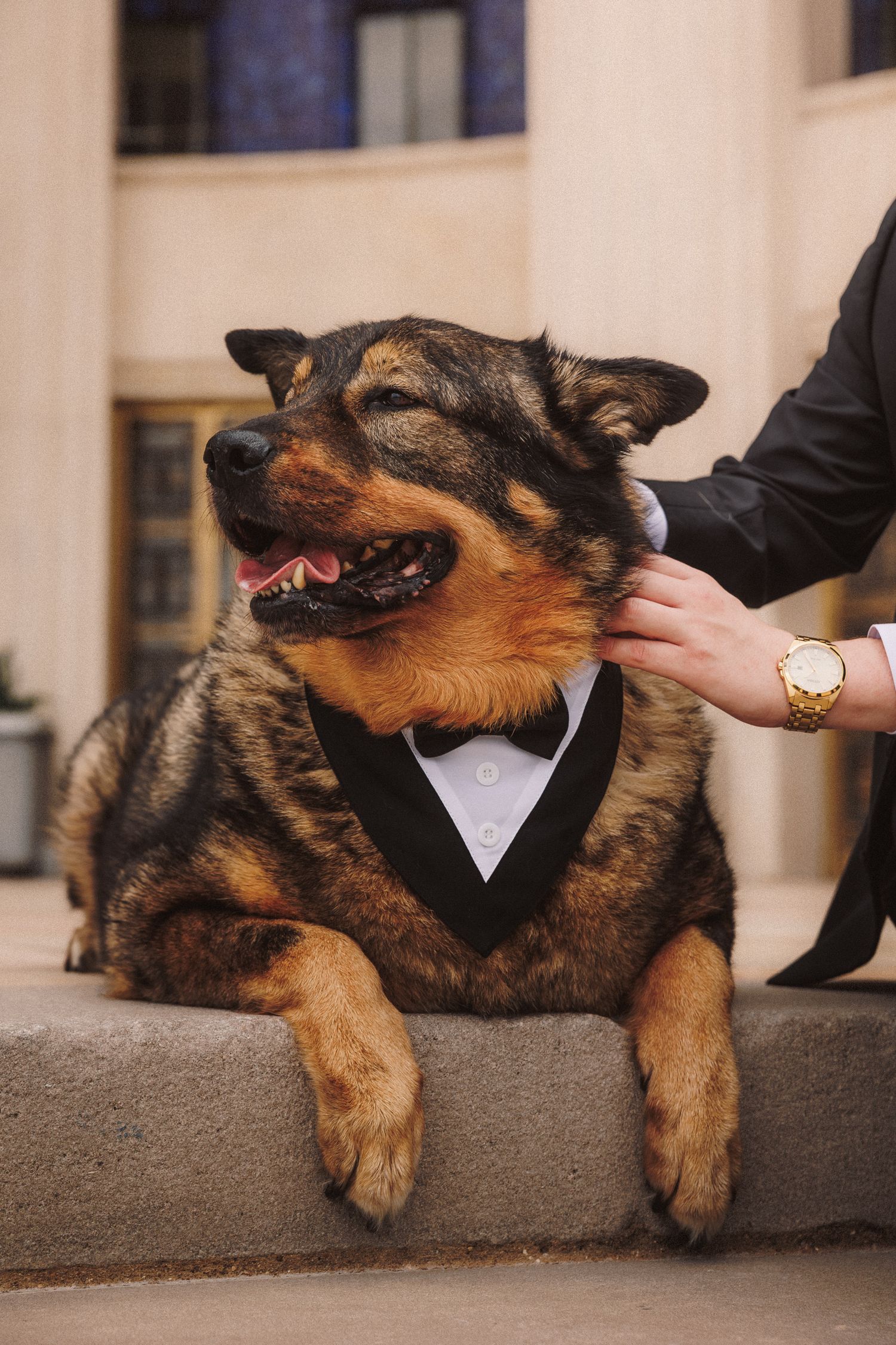 A well-dressed dog in a tuxedo bow tie sits on stone steps while a person in a gold watch pets him.